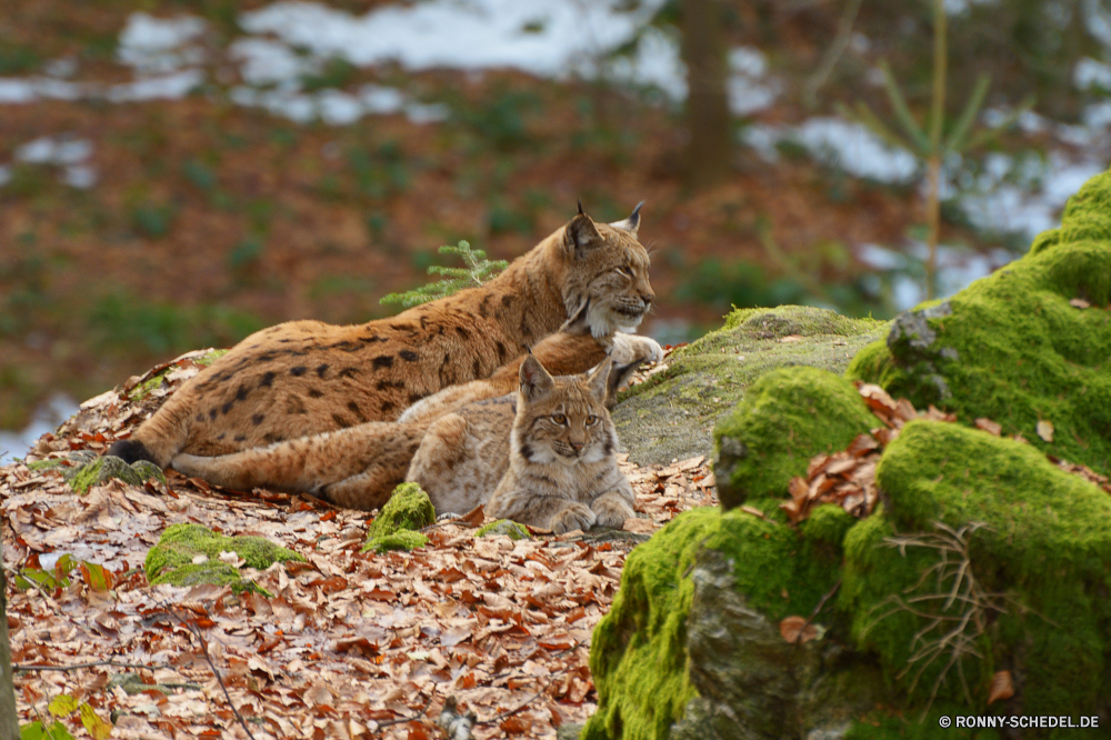 Nationalpark Bayerischer Wald Luchs Wildkatze Katze Katzenartige Raubtier Wildtiere Pelz Wild Fleischfresser Schnurrhaare Haustier Jäger niedlich Augen Babyschuhe Säugetier Kätzchen pelzigen inländische Porträt Zoo Safari Tiere Gesicht stielaugen im freien Löwe Auge gefährliche Kopf Haare Wildnis im freien natürliche auf der Suche Gras Suchen Schließen ruhelosigkeit Baum gestreift Braun Ohren Nase sitzen Gefahr gefährdet Jagd Park neugierig Erhaltung gestromt grau Rotluchs Bestie Wald liebenswert Garten Löwin Pfoten Jagd Ohr Männchen Mund Süden gelb Lebensraum Schwanz Haustiere flauschige Spiel schöne lynx wildcat cat feline predator wildlife fur wild carnivore whiskers pet hunter cute eyes kitty mammal kitten furry domestic portrait zoo safari animals face stare outdoor lion eye dangerous head hair wilderness outdoors natural looking grass look close resting tree striped brown ears nose sitting danger endangered hunting park curious conservation tabby gray bobcat beast forest adorable garden lioness paws hunt ear male mouth south yellow habitat tail pets fluffy game lovely