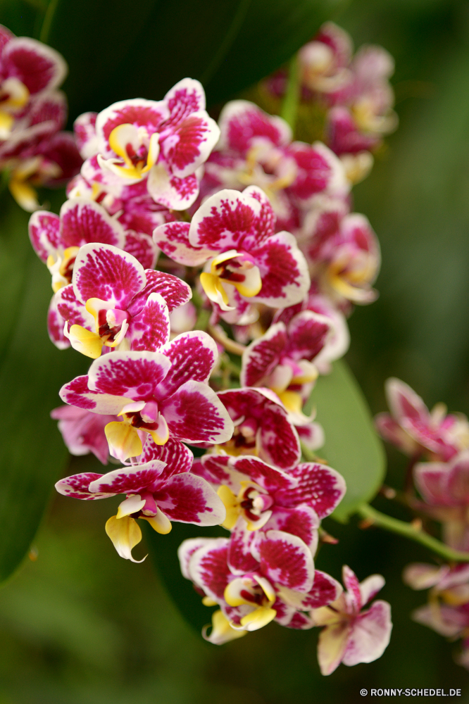  Kraut vascular plant Pflanze Blume swamp milkweed Seidenpflanze Rosa Frühling Blüte Garten Blütenblatt Blumen Blumen blühen Floral Flora Blumenstrauß Organismus Blatt Schließen blühen lila Sommer natürliche Farbe lila Botanik Detail Bund fürs Leben Gartenarbeit Botanischer Baum Saison Hochzeit Romantik Blütenblätter closeup Wachstum Orchidee bunte saisonale Blätter frisch frische Luft stieg der Branch Geschenk Vorbau Pflanzen Strauch hell Knospe Dekoration Liebe Tropischer violett gelb im freien vorhanden Anordnung zarte Ehe Insekt dekorative Valentin Hintergründe toad lily air plant Orchideen lebendige Tag Botanische Hochzeitssuite Rosen Feld Park Feier romantische herb vascular plant plant flower swamp milkweed milkweed pink spring bloom garden petal flowers blossom floral flora bouquet organism leaf close blooming purple summer natural color lilac botany detail bunch gardening botanical tree season wedding romance petals closeup growth orchid colorful seasonal leaves fresh freshness rose branch gift stem plants shrub bright bud decoration love tropical violet yellow outdoor present arrangement delicate marriage insect decorative valentine backgrounds toad lily air plant orchids vibrant day botanic bridal roses field park celebration romantic