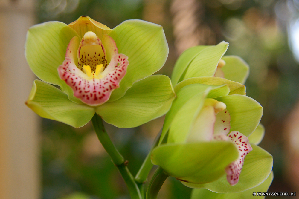  Lilie Blume Pflanze Garten Blumen blühen Blüte Floral Tulpe Blütenblatt Flora Frühling Blatt Blumen vascular plant Tulpen Blumenstrauß Rosa Botanik Knospe natürliche blühen Blätter Sommer gelb Botanischer Schließen woody plant frisch saisonale Farbe Park closeup Baum Lotus Vorbau hell Kraut bunte Blütenblätter Feld aquatische exotische Tropischer ziemlich Bund fürs Leben Stiel Saison lebendige wachsen Pflanzen Geschenk Florist Strauch Anordnung Frühling zarte Ostern Gartenarbeit Sonne Orchidee Valentin duftende Romantik Liebe Blüten Blüte lebendige Tag im freien waterlily Sonnenlicht Holländisch Birne Teich Orange lila vorhanden Farben Wachstum Feier Bewuchs Kopf Hochzeit Branch romantische stieg der Gelassenheit Orientalische frische Luft Geburtstag einzelne Dekoration Detail Leben lily flower plant garden blossom bloom floral tulip petal flora spring leaf flowers vascular plant tulips bouquet pink botany bud natural blooming leaves summer yellow botanical close woody plant fresh seasonal color park closeup tree lotus stem bright herb colorful petals field aquatic exotic tropical pretty bunch stalk season vibrant grow plants gift florist shrub arrangement springtime delicate easter gardening sun orchid valentine fragrant romance love blossoms flowering vivid day outdoor waterlily sunlight dutch bulb pond orange purple present colors growth celebration vegetation head wedding branch romantic rose serenity oriental freshness birthday single decoration detail life