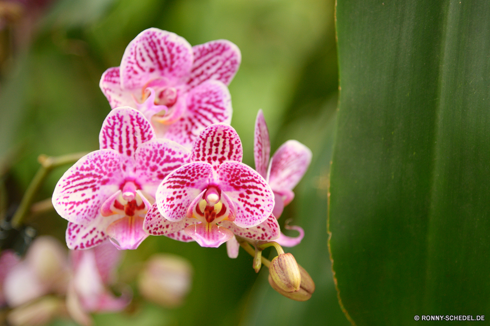  toad lily Pflanze Kraut Blume vascular plant Rosa Blumen blühen Blütenblatt Garten Blüte Flora Blumen Floral Frühling blühen Botanik Orchidee Schließen Lilie Blatt Blumenstrauß natürliche exotische Zimmerpflanze Vorbau Strauch Sommer Knospe Botanischer closeup Blätter Orchideen lila Blütenblätter Tropischer Romantik Farbe stieg der woody plant Wachstum Lotus hell bunte Detail Liebe zarte Park elegante Tulpe Saison romantische wachsen Geschenk Pflanzen Gartenarbeit Organismus frisch duftende lebendige Wild Tag gelb im freien frische Luft Branch Valentin Anordnung Orientalische Informationen Feld Hochzeit Baum weiche Wasser waterlily Staubblatt Tulpen Stiel Rosen Jahreszeiten Teich Postkarte wachsende reine Umgebung einzelne Wiese Leben toad lily plant herb flower vascular plant pink blossom petal garden bloom flora flowers floral spring blooming botany orchid close lily leaf bouquet natural exotic houseplant stem shrub summer bud botanical closeup leaves orchids purple petals tropical romance color rose woody plant growth lotus bright colorful detail love delicate park elegant tulip season romantic grow gift plants gardening organism fresh fragrant vibrant wild day yellow outdoor freshness branch valentine arrangement oriental details field wedding tree soft water waterlily stamen tulips stalk roses seasons pond postcard growing pure environment single meadow life