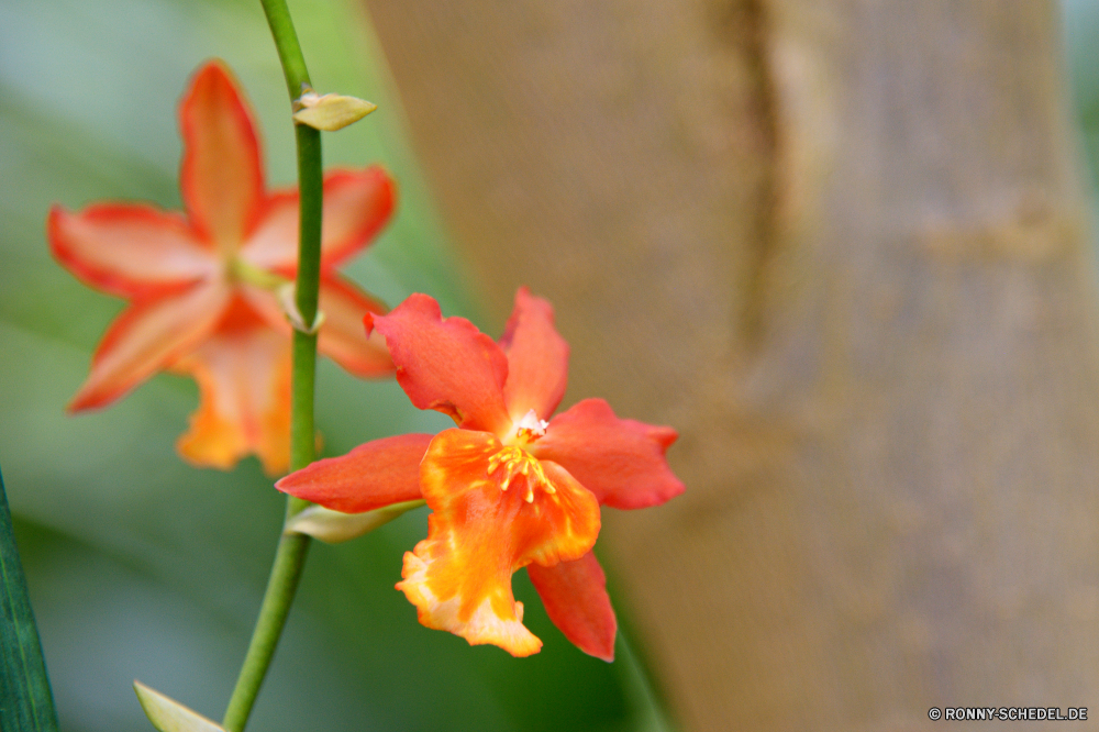  vascular plant Pflanze Blume scarlet pimpernel Kraut pimpernel Garten Strauch Blütenblatt Heckenkirsche Floral Blüte Blumen blühen Frühling woody plant gelb Blumen Flora Farbe Schließen hell Sommer Narziss Botanik natürliche Orange blühen Blütenblätter Saison saisonale Blätter bulbous plant Blatt stieg der Botanischer Wachstum frisch Geschenk einzelne Gartenarbeit Rosa Gras angiosperm Dekoration bunte Blumenstrauß Blütenstaub Tag Staubblatt Urlaub Florist Tropischer closeup Feld Valentin im freien Romantik Detail Liebe Vorbau Pflanzen Belaubung Frame ziemlich Umgebung Knospe im freien Farben Rosen spermatophyte frische Luft Sonne Gestaltung Leben Mohn Raum sonnig Karte Kopf Baum garden nasturtium Licht Hintergründe Öffnen Wiese romantische lebendige vascular plant plant flower scarlet pimpernel herb pimpernel garden shrub petal honeysuckle floral bloom blossom spring woody plant yellow flowers flora color close bright summer narcissus botany natural orange blooming petals season seasonal leaves bulbous plant leaf rose botanical growth fresh gift single gardening pink grass angiosperm decoration colorful bouquet pollen day stamen holiday florist tropical closeup field valentine outdoor romance detail love stem plants foliage frame pretty environment bud outdoors colors roses spermatophyte freshness sun design life poppy space sunny card head tree garden nasturtium light backgrounds open meadow romantic vibrant