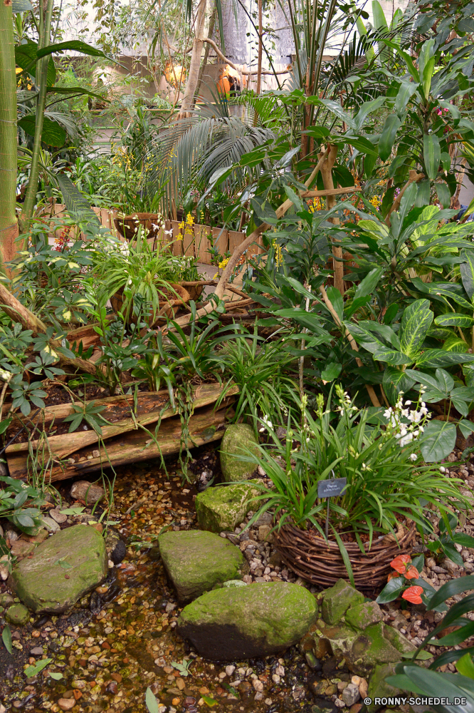  Baum Pflanze vascular plant woody plant Garten Wald Tropischer Kraut Flora Landschaft Strauch natürliche Blätter im freien Pflanzen Bäume Belaubung Bewuchs Dschungel Blatt Park Sommer Umgebung im freien Wasser friedliche Topf Botanik Reisen Gras üppige Farn Blume Wachstum Pfad frisch Fluss Busch Gartenarbeit Wild wachsen ruhige Wanderweg Landwirtschaft Regen außerhalb Stein Holz Tropen Entwicklung des ländlichen landschaftlich Fels Botanischer Saison niemand Szenerie Organismus Farbe club moss Herbst Tag wachsende Feld Bauernhof Container Feuchte dichten Frühling Floral zu Fuß Klima Palm Blüte Tourismus Blumen blühen exotische fern ally tree plant vascular plant woody plant garden forest tropical herb flora landscape shrub natural leaves outdoor plants trees foliage vegetation jungle leaf park summer environment outdoors water peaceful pot botany travel grass lush fern flower growth path fresh river bush gardening wild grow tranquil trail agriculture rain outside stone wood tropics rural scenic rock botanical season nobody scenery organism color club moss autumn day growing field farm container humid dense spring floral walk climate palm bloom tourism blossom exotic fern ally