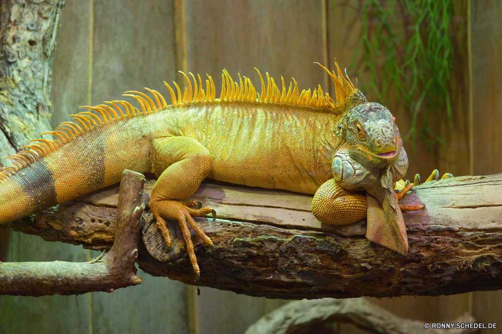  gemeinsamen Leguan Eidechse Reptil Wildtiere Leguan Drache Haustier Auge Skala Chamäleon Wirbeltiere Wild Tropischer Tarnung Reptilien Tiere Zoo Kreatur — Branch Erhaltung Sauriers Haut bunte auf der Suche Schließen ur Primitive Skalen Farbe Schwanz Dragoner Crawlen gefährdet exotische gelb langsam Baum Pigment Wasser Amphibie Raubtier Kopf Dinosaurier Wirbelsäule gefährliche schwarz Orange Insektenfresser Gecko starrte Tierwelt Haustiere Fels Augen Eidechsen arboreal träge multicolor closeup Studio Fisch im freien langsam bewegen Reptilien Monster Arten Leben Dschungel Türkis Mund Wüste Umgebung Gold Gefahr Textfreiraum Meer common iguana lizard reptile wildlife iguana dragon pet eye scale chameleon vertebrate wild tropical camouflage reptilian animals zoo creature branch conservation saurian skin colorful looking close primal primitive scales color tail dragoon crawling endangered exotic yellow slow tree pigment water amphibian predator head dinosaur spine dangerous black orange insectivore gecko staring fauna pets rock eyes lizards arboreal sluggish multicolor closeup studio fish outdoors slow moving reptiles monster species life jungle turquoise mouth desert environment gold danger copy space sea