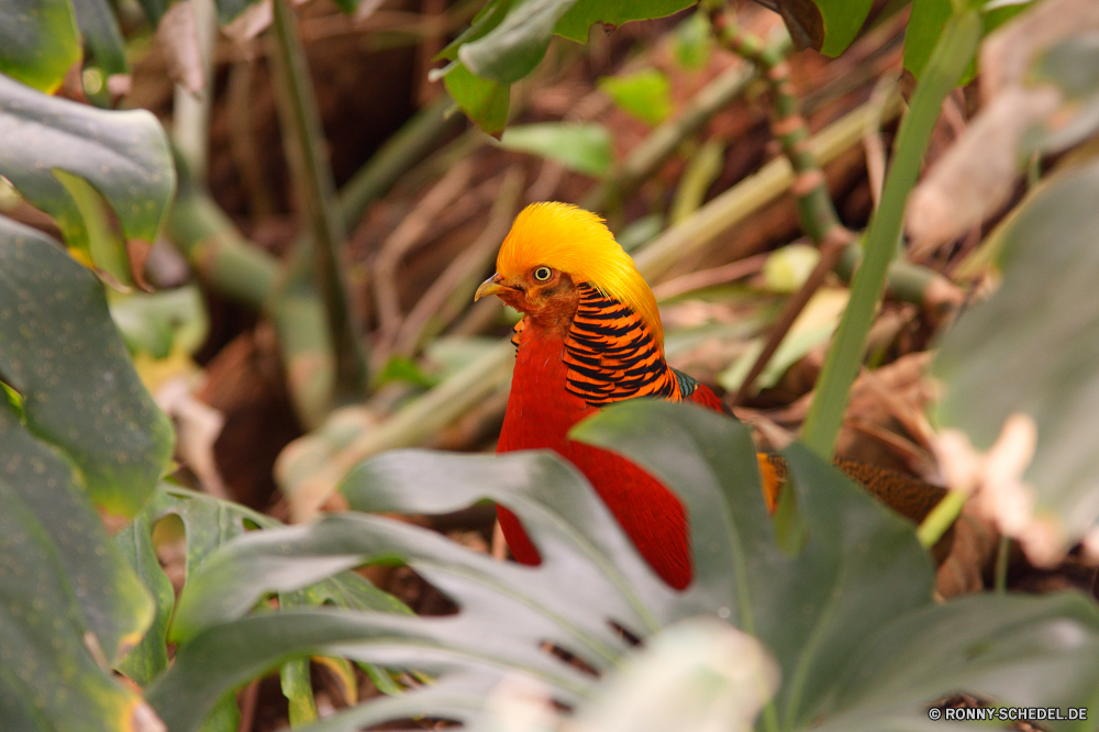  Papagei Vogel Tropischer Wildtiere Wild Schnabel bunte Schließen Pflanze Feder gelb hell vascular plant Farbe Fisch Orange Flügel Haustier Garten woody plant Baum Strauch Unterwasser Aquarium Wasser Vögel Tierwelt Leben exotische Flügel Tier Blatt Regenbogen closeup aquatische Auge Zoo Schwanz Branch natürliche Insekt Kraut Kopf Umgebung einzelne im freien lebendige Wald Meer Blume Porträt schwarz Flora Sittich Tukan Riff Federn Schwimmen Frühling ziemlich Park Diskus Blätter Koralle Tank Kreatur — Sommer Haustiere Tiere parrot bird tropical wildlife wild beak colorful close plant feather yellow bright vascular plant color fish orange wing pet garden woody plant tree shrub underwater aquarium water birds fauna life exotic wings animal leaf rainbow closeup aquatic eye zoo tail branch natural insect herb head environment single outdoors vibrant forest sea flower portrait black flora parakeet toucan reef feathers swim spring pretty park discus leaves coral tank creature summer pets animals