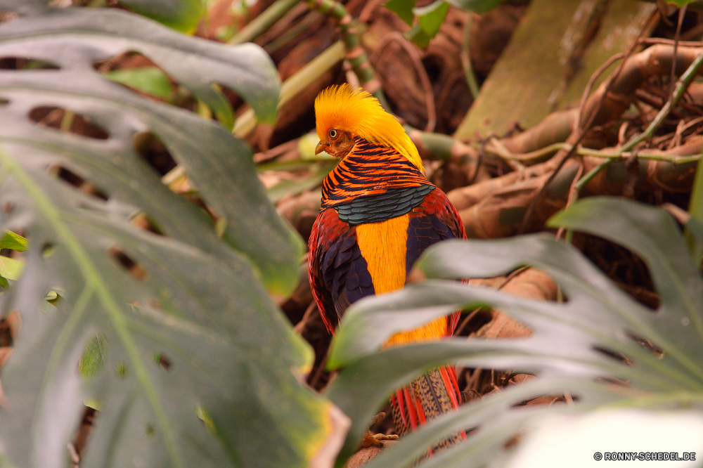  Papagei Vogel Wildtiere Schnabel Wild Tropischer Orange bunte Schließen gelb Feder Flügel Farbe Zoo Pflanze hell natürliche closeup Regenbogen Park Vögel Kopf im freien Blatt Blume Garten Tierwelt Flügel fliegen Baum Insekt Wald exotische Auge Federn Detail Multi Reisen Sittich Barsch Strauch Wasser Leben sitzen Sommer Haustier Ara Branch Papageien Vogelgrippe gefährdet Dschungel Haustiere fliegen Umgebung einzelne schwarz frisch Porträt Frühling parrot bird wildlife beak wild tropical orange colorful close yellow feather wing color zoo plant bright natural closeup rainbow park birds head outdoors leaf flower garden fauna wings flying tree insect forest exotic eye feathers detail multi travel parakeet perch shrub water life sitting summer pet macaw branch parrots avian endangered jungle pets fly environment single black fresh portrait spring