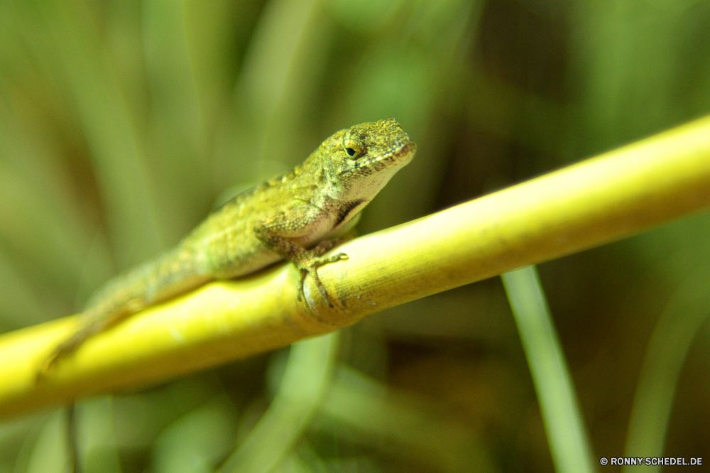  Eidechse Smaragdeidechse Wildtiere Reptil Frosch Auge Chamäleon Amphibie Baum Wild Blatt Tiere Augen Schließen Haustier Drache Branch Tropischer Farbe closeup Skala Tierwelt Tarnung Laubfrosch Kreatur — Umgebung bunte Amphibien Kröte Leguan exotische Suchen Augen Insekt Wirbeltiere Wald Ökologie Reptilien Frösche Arten Dschungel Pflanze auf der Suche Gras Orange gelb gefährdet Fehler klebrige natürliche im freien Textfreiraum Reptilien Skalen springen Erhaltung Haut Garten Flora wildes Leben Crawlen Blätter schwarz sitzen Ändern Feld Gefahr Frühling Schlange lizard green lizard wildlife reptile frog eye chameleon amphibian tree wild leaf animals eyed close pet dragon branch tropical color closeup scale fauna camouflage tree frog creature environment colorful amphibians toad iguana exotic look eyes insect vertebrate forest ecology reptiles frogs species jungle plant looking grass orange yellow endangered bug sticky natural outdoor copy space reptilian scales jump conservation skin garden flora wild life crawling leaves black sitting change field danger spring snake