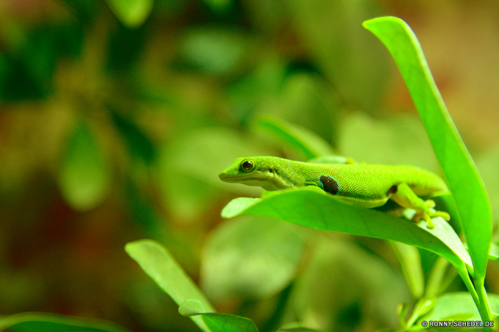  Laubfrosch Frosch Amphibie Auge Eidechse Augen Wildtiere Smaragdeidechse Baum Blatt Reptil Suchen Schließen Tiere Augen Laubfrosch Tierwelt Schlange Amphibien Frösche closeup Pflanze mager aus Augen-Blatt Frosch Verrückter Frosch Auge-Frosch prall gefüllt einen Blick schlanke Umgebung Abstraktion wildes Leben Orange Farbe Wild Haustier Kröte auf der Suche Tropischer Tier Blätter klebrige schwarz Wald Augen natürliche Skala Ökologie Branch exotische Flora frisch Gras Erhaltung Wasser Garten Chamäleon konvergente Anpassung feucht Dschungel gerade sitzen Tropfen Green snake Gefahr Drop Farben Neugier verrückt gefährdet nass wenig tree frog frog amphibian eye lizard eyed wildlife green lizard tree leaf reptile look close animals eyed tree frog fauna snake amphibians frogs closeup plant lean out eyed leaf frog crazy frog eye frog bulging peep lean environment abstraction wild life orange color wild pet toad looking tropical animal leaves sticky black forest eyes natural scale ecology branch exotic flora fresh grass conservation water garden chameleon convergent adaptation damp jungle watching sitting drops green snake danger drop colors curiosity crazy endangered wet little