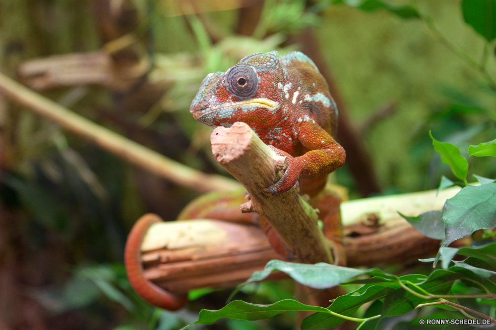  Chamäleon Person Tier Eidechse Auge Wildtiere Reptil Frosch Haustier Tiere Drache Skala Wild Leguan Schließen Orange Augen Tierwelt Augen Wirbeltiere bunte gefährdet Suchen Erhaltung Farbe Amphibie Tropischer auf der Suche Reptilien Tarnung langsam Baum Branch gelb Sauriers ur Primitive Zoo Kreatur — schwarz Laubfrosch Pigment exotische Dragoner Augen Laubfrosch Frösche Amphibien closeup starrte Vogel Blatt Insektenfresser arboreal träge Schwanz Haut Kopf im freien langsam bewegen multicolor Dschungel Schnabel Wald niedlich Porträt im freien Augen-Blatt Frosch Auge-Frosch Verrückter Frosch prall gefüllt Arten Feder Haustiere Felsen Abstraktion Fisch chameleon person animal lizard eye wildlife reptile frog pet animals dragon scale wild iguana close orange eyed fauna eyes vertebrate colorful endangered look conservation color amphibian tropical looking reptilian camouflage slow tree branch yellow saurian primal primitive zoo creature black tree frog pigment exotic dragoon eyed tree frog frogs amphibians closeup staring bird leaf insectivore arboreal sluggish tail skin head outdoors slow moving multicolor jungle beak forest cute portrait outdoor eyed leaf frog eye frog crazy frog bulging species feather pets rocks abstraction fish