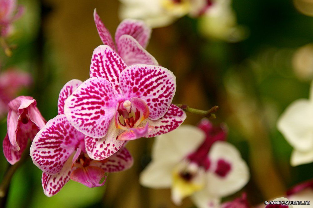  Pflanze Blume Strauch toad lily vascular plant Rosa Blütenblatt Blumen blühen Flora woody plant Zimmerpflanze Garten Blüte Kraut Blumen Floral Frühling blühen Schließen Lilie Botanik Knospe Blatt Orchidee Vorbau Organismus bunte Blütenblätter natürliche Farbe Blumenstrauß stieg der closeup Wachstum Botanischer hell lila Liebe Sommer Blätter Tulpe Detail Romantik lebendige Hochzeit Tropischer Orchideen exotische Valentin Tulpen Feld Saison Tag frische Luft Staubblatt Geschenk wachsen weiche Park frisch blühend Stiel zarte Anordnung wachsende elegante Gartenarbeit Informationen Pflanzen einzelne Branch romantische Florist Rosen ziemlich im freien vorhanden Dekoration Leben saisonale plant flower shrub toad lily vascular plant pink petal blossom flora woody plant houseplant garden bloom herb flowers floral spring blooming close lily botany bud leaf orchid stem organism colorful petals natural color bouquet rose closeup growth botanical bright purple love summer leaves tulip detail romance vibrant wedding tropical orchids exotic valentine tulips field season day freshness stamen gift grow soft park fresh blossoming stalk delicate arrangement growing elegant gardening details plants single branch romantic florist roses pretty outdoor present decoration life seasonal