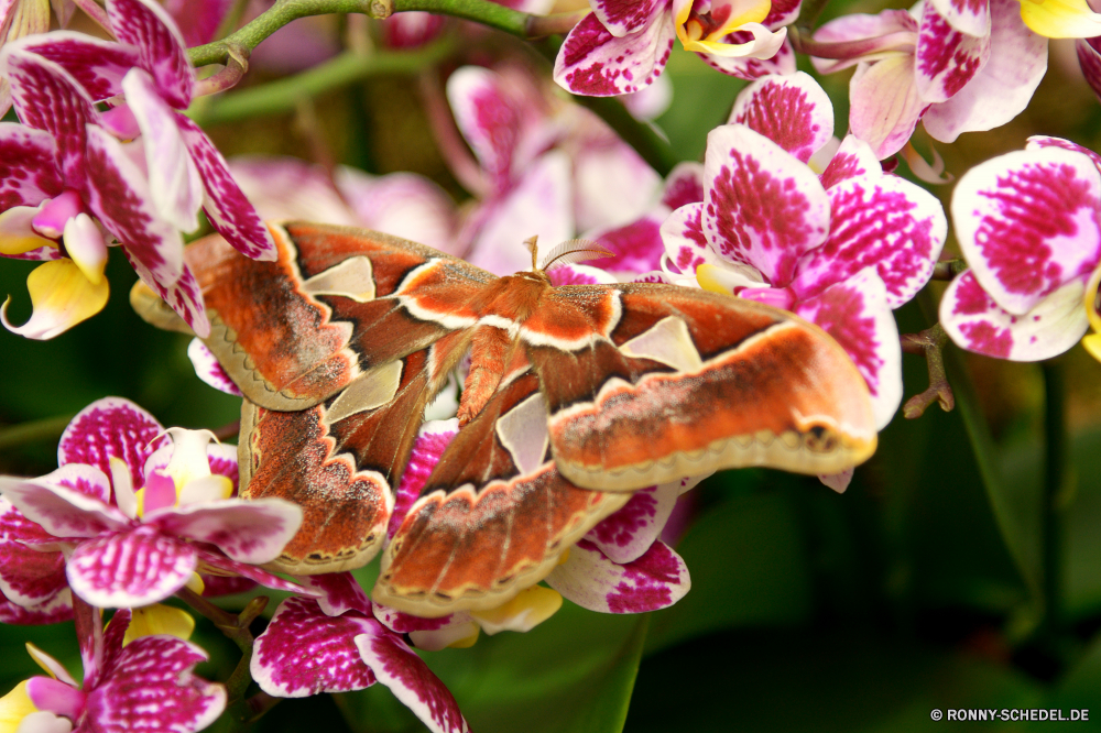  toad lily Lilie Pflanze Kraut Blume vascular plant Garten Blumen blühen Blüte Blütenblatt Rosa Flora Frühling Blumen Floral Blatt Schließen blühen Orchidee natürliche Blumenstrauß Blätter closeup Botanik bunte hell Farbe Sommer Tropischer frisch Vorbau Baum lila Blütenblätter Saison saisonale gelb Wachstum im freien Strauch Branch Feld Tulpe Romantik Detail Liebe Tag blackberry-lily Orchideen stieg der wachsen frische Luft woody plant ziemlich Florist Knospe Gartenarbeit Botanischer Geschenk Orange Hochzeit exotische Valentin Park Feier Anordnung Bund fürs Leben vorhanden weiche Herbst Eleganz Pflanzen Braun Dekoration bulbous plant Leben lebendige toad lily lily plant herb flower vascular plant garden blossom bloom petal pink flora spring flowers floral leaf close blooming orchid natural bouquet leaves closeup botany colorful bright color summer tropical fresh stem tree purple petals season seasonal yellow growth outdoor shrub branch field tulip romance detail love day blackberry-lily orchids rose grow freshness woody plant pretty florist bud gardening botanical gift orange wedding exotic valentine park celebration arrangement bunch present soft autumn elegance plants brown decoration bulbous plant life vibrant