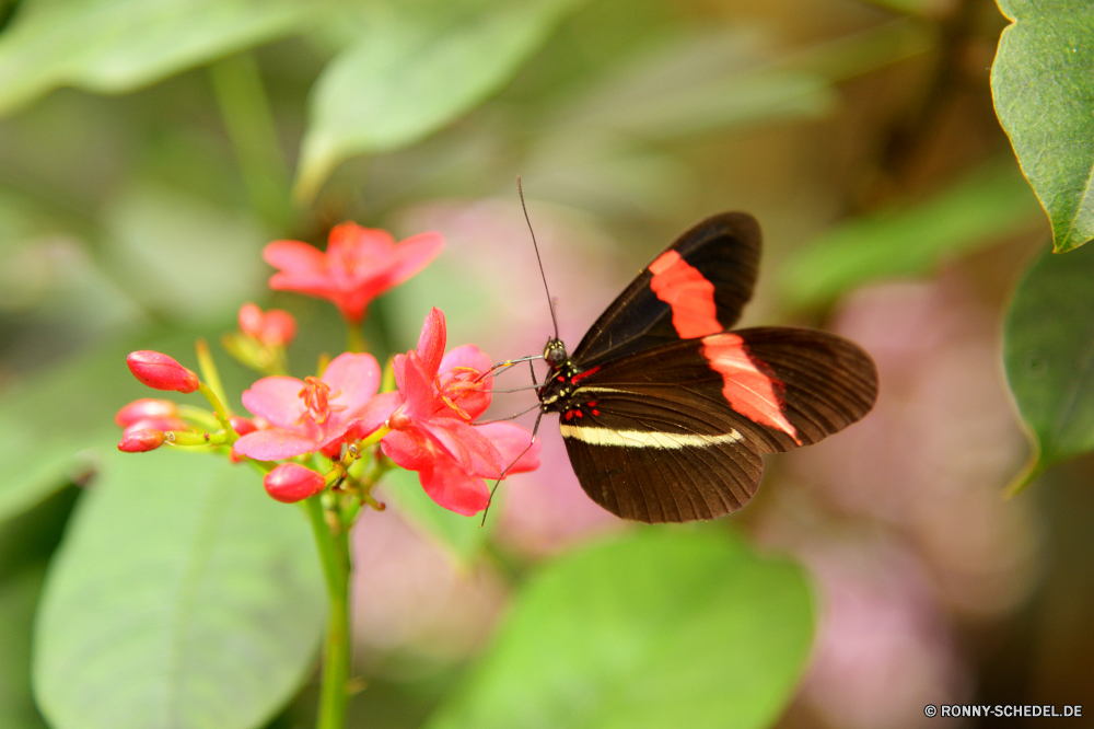  Schmetterling Insekt Pflanze Kraut Blume vascular plant Strauch fliegen Garten Piment Flamme woody plant Frühling Blüte Orange bunte Blumen blühen fliegen Gras Flügel Nektar Wiese Rosa common unicorn plant Native Sommer Flügel ziemlich Weide Braun Kleinheit Incarnadine Behaarung aviate Wasserrutsche Flit Absaugung Mimikry blutrote Rötung Conduit Primel Weinrot Duct Flieger aber Elite Zitrone Kräuter Rouge Spule Scharlachrot Posy Karmesinrot Premierminister blutig Aprikose Navigieren Kanal Seetang Bernstein Licht gesprenkelt Rohr Blut Zitrone Farbe Rohr hocken Schließen Blüte üppige noch gelb zarte Admiral Antenne Fehler natürliche Blatt Wildtiere Pfau Schmetterlinge Monarch schwarz Wild Hintern Ventil Nizza closeup Schmetterling (Nachtfalter) Flora einzelne Blumen Mohrenfalter anmutige ruhelosigkeit im freien Leben hell Flug butterfly weed Tier Saison Branch exotische Insekten Fütterung Tierwelt sitzen frei Tropischer Seidenpflanze Detail Blätter Gliederfüßer Erhaltung Umgebung Farbe der Flamme Floral spicebush Freiheit saisonale butterfly insect plant herb flower vascular plant shrub fly garden allspice flame woody plant spring bloom orange colorful blossom flying grass wings nectar meadow pink common unicorn plant native summer wing pretty pasture brown littleness incarnadine hairiness aviate flume flit suction mimicry ruddy redness conduit primrose claret duct flier but elite citron herbage rouge spool scarlet posy crimson prime bloody apricot navigate channel seaweed amber light mottled pipe blood lemon color tube perching close flowering lush still yellow delicate admiral antenna bug natural leaf wildlife peacock butterflies monarch black wild butt valve nice closeup moth flora single flowers ringlet graceful resting outdoors life bright flight butterfly weed animal season branch exotic insects feeding fauna sitting free tropical milkweed detail leaves arthropod conservation environment flame color floral spicebush freedom seasonal