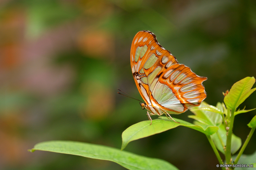  Insekt Schmetterling Pflanze Blume Strauch Monarch fliegen Garten vascular plant woody plant Flügel Frühling bunte Orange Kraut Blatt Fehler Blüte Sommer Schließen Piment Farbe gelb Blumen blühen Nektar Flamme closeup Gras Antenne Gliederfüßer zarte Wiese Wild ziemlich Flügel Florfliege natürliche schwarz fliegen Wildtiere Detail Schmetterlinge Insekten Rosa Braun Kleinheit Incarnadine aviate Behaarung Wasserrutsche Flit Absaugung Mimikry blutrote Rötung Conduit Primel Duct Weinrot Flieger aber Elite Zitrone Kräuter Rouge Spule Scharlachrot Posy Karmesinrot Premierminister blutig Aprikose Navigieren Kanal Blüte Seetang Bernstein gesprenkelt Rohr Blut Flora Weide Licht Zitrone Tropischer Native Rohr noch im freien Tierwelt üppige Flug Baum Blumen Schmetterling (Nachtfalter) hocken butterfly weed Tier Tag Leben Saison Branch einzelne Hintern Blätter sitzen Feld Fütterung Wald Seidenpflanze ruhelosigkeit Floral Nizza Frieden Gestaltung Ventil anmutige Blütenblätter Biologie Muster Umgebung Freiheit Auge insect butterfly plant flower shrub monarch fly garden vascular plant woody plant wings spring colorful orange herb leaf bug bloom summer close allspice color yellow blossom nectar flame closeup grass antenna arthropod delicate meadow wild pretty wing lacewing natural black flying wildlife detail butterflies insects pink brown littleness incarnadine aviate hairiness flume flit suction mimicry ruddy redness conduit primrose duct claret flier but elite citron herbage rouge spool scarlet posy crimson prime bloody apricot navigate channel flowering seaweed amber mottled pipe blood flora pasture light lemon tropical native tube still outdoors fauna lush flight tree flowers moth perching butterfly weed animal day life season branch single butt leaves sitting field feeding forest milkweed resting floral nice peace design valve graceful petals biology pattern environment freedom eye