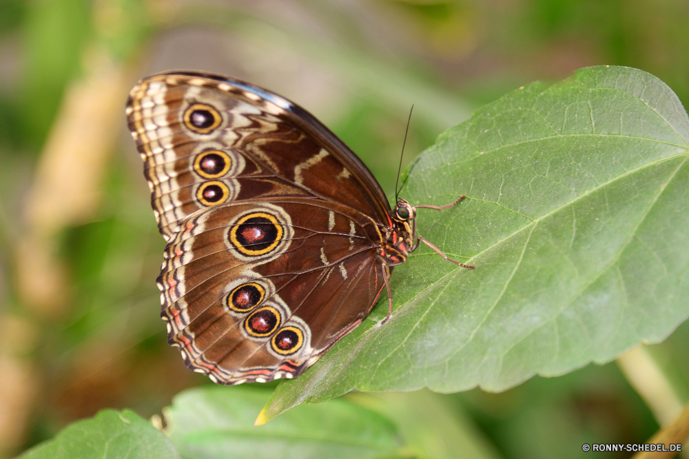  Insekt Schmetterling fliegen Pflanze Kraut Flamme Garten Blume Gliederfüßer bunte Orange Frühling Gras Nektar Mohrenfalter fliegen Florfliege Blüte Flügel Wiese Native Flügel Kleinheit Incarnadine aviate Behaarung Wasserrutsche Flit Absaugung Mimikry blutrote Rötung Conduit Primel Duct Weinrot Flieger aber Elite Zitrone Kräuter Rouge Spule Scharlachrot Posy Karmesinrot Premierminister blutig Aprikose Braun Navigieren Kanal ziemlich Seetang Blumen blühen Bernstein gesprenkelt Rohr Blut Weide Zitrone Rohr vascular plant Licht hocken Fehler Farbe üppige Blüte Rosa noch Antenne Schmetterling (Nachtfalter) Wirbellose Sommer gelb Schließen Wildtiere Blatt Hintern Tier Wild closeup Ventil zarte Strauch woody plant ramie Nizza butterfly bush natürliche Detail Monarch schwarz Insekten common unicorn plant Leben false nettle exotische hell frei Tropischer Tierwelt im freien Erhaltung sitzen Saison Branch einzelne Flug Biologie Feld Flora Farbe der Flamme Schmetterlinge ruhelosigkeit Puppe Umgebung v Blätter anmutige insect butterfly fly plant herb flame garden flower arthropod colorful orange spring grass nectar ringlet flying lacewing bloom wings meadow native wing littleness incarnadine aviate hairiness flume flit suction mimicry ruddy redness conduit primrose duct claret flier but elite citron herbage rouge spool scarlet posy crimson prime bloody apricot brown navigate channel pretty seaweed blossom amber mottled pipe blood pasture lemon tube vascular plant light perching bug color lush flowering pink still antenna moth invertebrate summer yellow close wildlife leaf butt animal wild closeup valve delicate shrub woody plant ramie nice butterfly bush natural detail monarch black insects common unicorn plant life false nettle exotic bright free tropical fauna outdoors conservation sitting season branch single flight biology field flora flame color butterflies resting pupa environment v leaves graceful