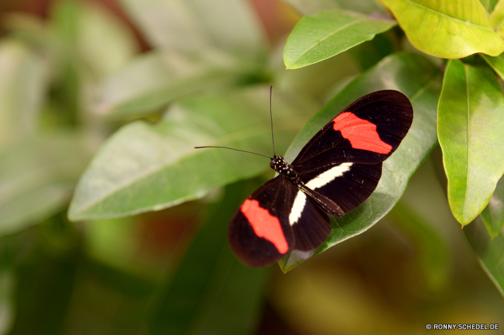  Insekt Schmetterling Admiral Pfau fliegen Garten Frühling Blume Pflanze Fehler bunte Orange Schließen Flamme Schmetterling (Nachtfalter) Sommer Flügel Flügel Blatt Gras fliegen Antenne Licht Braun Wiese Farbe Nektar Wildtiere ziemlich schwarz Kraut Native Blumen blühen closeup Blüte üppige Flieger hocken Rosa Wild Kleinheit Incarnadine aviate Behaarung Wasserrutsche Flit Absaugung Mimikry blutrote Rötung Conduit Primel Duct Weinrot aber Elite Zitrone Kräuter Rouge Spule Scharlachrot Posy Karmesinrot Premierminister blutig Aprikose Navigieren Kanal Blüte Seetang Bernstein gesprenkelt Rohr Blut zarte Weide natürliche Zitrone noch Rohr einzelne Gliederfüßer Marienkäfer Käfer Flora hell Leben gelb Insekten Detail Branch Biologie Tierwelt frei sitzen Nizza Schmetterlinge Saison im freien Tropischer Ventil Hintern Marienkäfer Blätter ruhelosigkeit Monarch anmutige Ökologie Umgebung Muster Blumen Flug Freiheit exotische Entomologie saisonale Fütterung Flecken getupft vor Ort Feld niedlich Auge insect butterfly admiral peacock fly garden spring flower plant bug colorful orange close flame moth summer wings wing leaf grass flying antenna light brown meadow color nectar wildlife pretty black herb native blossom closeup bloom lush flier perching pink wild littleness incarnadine aviate hairiness flume flit suction mimicry ruddy redness conduit primrose duct claret but elite citron herbage rouge spool scarlet posy crimson prime bloody apricot navigate channel flowering seaweed amber mottled pipe blood delicate pasture natural lemon still tube single arthropod ladybug beetle flora bright life yellow insects detail branch biology fauna free sitting nice butterflies season outdoors tropical valve butt ladybird leaves resting monarch graceful ecology environment pattern flowers flight freedom exotic entomology seasonal feeding spots spotted spot field cute eye