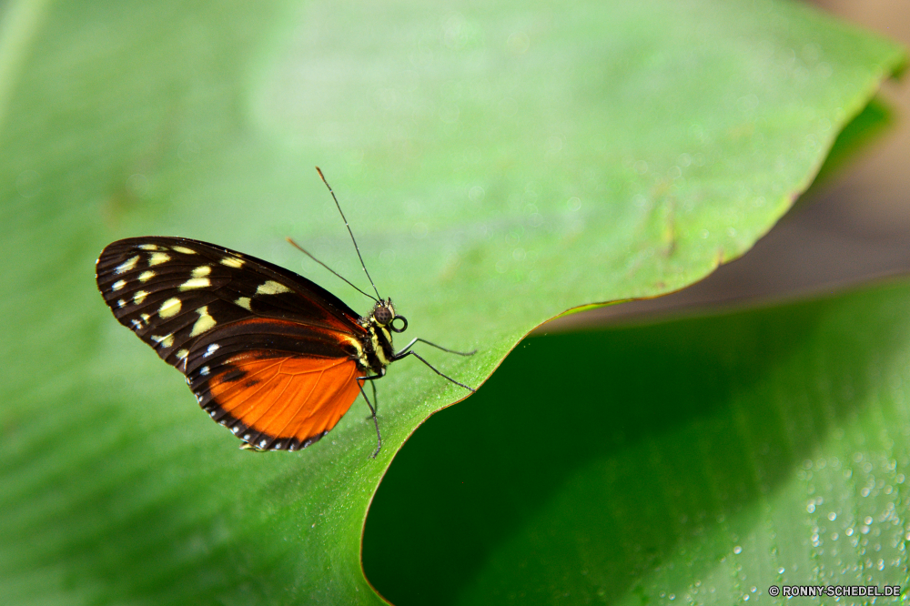  Schmetterling Insekt ramie Kraut false nettle Pflanze fliegen vascular plant Blume Garten Frühling bunte Monarch Orange Flamme Flügel Fehler Flügel fliegen Tier Antenne Gras Nektar ziemlich Wiese Sommer Braun Gliederfüßer Native Farbe Licht Florfliege Blüte Wildtiere Schließen Scharlachrot Blatt Blumen blühen Kleinheit Incarnadine Behaarung aviate Wasserrutsche Flit Absaugung Mimikry blutrote Rötung Conduit Primel hocken Weinrot Duct Flieger aber Elite Zitrone Kräuter Rouge Spule Posy Karmesinrot Premierminister blutig Aprikose Navigieren Kanal Seetang Bernstein gesprenkelt Rohr Blut noch üppige zarte Weide Rosa Zitrone Blüte Rohr closeup Detail schwarz gelb Schmetterling (Nachtfalter) natürliche einzelne Wirbellose Leben Wild Insekten frei sitzen Nizza Hintern Saison Branch Ventil hell ruhelosigkeit Schmetterlinge Larve Tropischer anmutige im freien Tierwelt Blätter Flug Muster Erhaltung Freiheit Umgebung Flora Entomologie Fütterung Flecken getupft flattern Bein common unicorn plant Biologie Feld exotische Marienkäfer Auge butterfly insect ramie herb false nettle plant fly vascular plant flower garden spring colorful monarch orange flame wings bug wing flying animal antenna grass nectar pretty meadow summer brown arthropod native color light lacewing bloom wildlife close scarlet leaf blossom littleness incarnadine hairiness aviate flume flit suction mimicry ruddy redness conduit primrose perching claret duct flier but elite citron herbage rouge spool posy crimson prime bloody apricot navigate channel seaweed amber mottled pipe blood still lush delicate pasture pink lemon flowering tube closeup detail black yellow moth natural single invertebrate life wild insects free sitting nice butt season branch valve bright resting butterflies larva tropical graceful outdoors fauna leaves flight pattern conservation freedom environment flora entomology feeding spots spotted flutter leg common unicorn plant biology field exotic ladybug eye