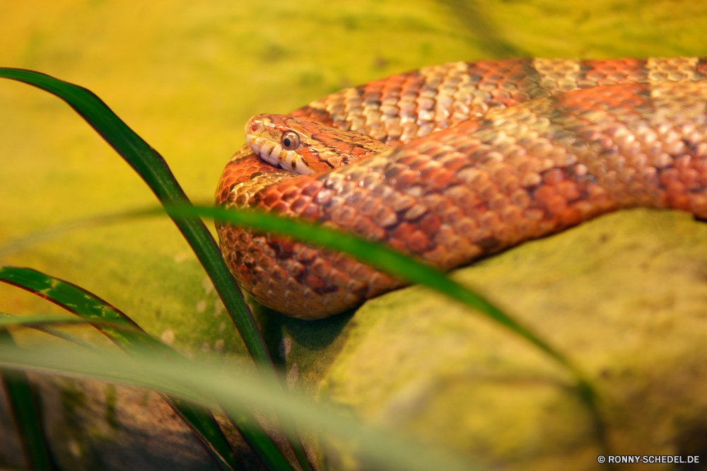  Schlange Reptil Chamäleon Viper Nacht-Schlange Wildtiere Eidechse Hornviper Wild Auge Klapperschlange Schlange Person Tiere Skalen Diamondback Schließen Gefahr gefährliche Skala Tierwelt Tropischer glitschigen Baum Wald Grube viper Braun Kopf Zunge Raubtier Alligator Eidechse Angst closeup Frosch Haut giftige Zoo Kreatur — Ökologie bunte Farbe exotische giftige Gift Augen Wasser gelb Amphibie Gift Reptilien Tarnung Drache Lebensraum Wüste Erhaltung Krokodil Haustier Branch Reptilien Herpetologie Arten Biss im freien auf der Suche Porträt snake reptile chameleon viper night snake wildlife lizard horned viper wild eye rattlesnake serpent person animals scales diamondback close danger dangerous scale fauna tropical slither tree forest pit viper brown head tongue predator alligator lizard fear closeup frog skin poisonous zoo creature ecology colorful color exotic venomous venom eyes water yellow amphibian poison reptilian camouflage dragon habitat desert conservation crocodile pet branch reptiles herpetology species bite outdoors looking portrait