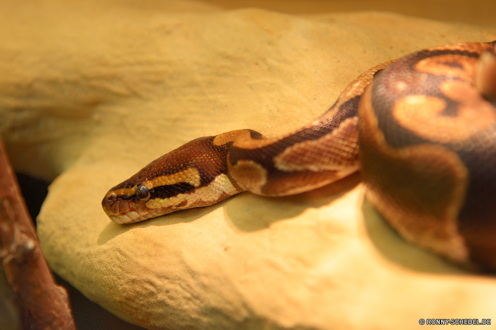  Schlange Boa constrictor Nacht-Schlange Reptil Boa Wildtiere Wild Schlange Braun Schließen Skala Auge python Gefahr Viper closeup Haustier Crawlen glitschigen Angst Kreatur — gefährliche Würger Wüste Frosch Tiere Herpetologie Hornviper Schiebe- giftige Skalen Zunge Duft Kaffee Kopf Essen Crawl wildes Tier Gras Tropischer schwarz Korn exotische natürliche giftige König-Schlange Tierwelt Freisteller Studio Muster gelb Eidechse Frühstück snake boa constrictor night snake reptile boa wildlife wild serpent brown close scale eye python danger viper closeup pet crawling slither fear creature dangerous constrictor desert frog animals herpetology horned viper sliding poisonous scales tongue aroma coffee head food crawl wild animal grass tropical black grain exotic natural venomous king snake fauna cut out studio pattern yellow lizard breakfast