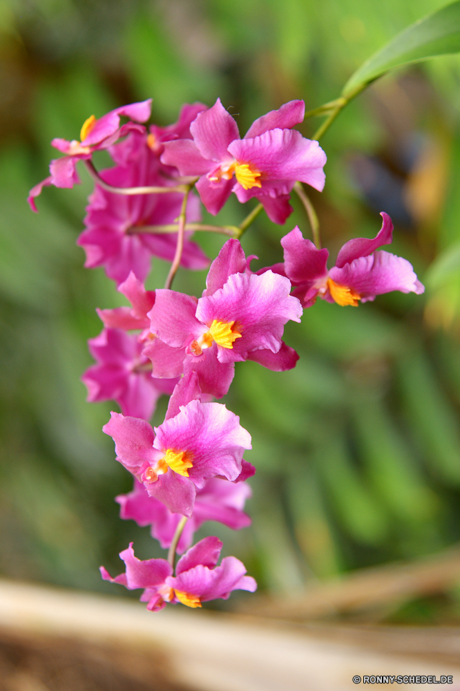  Blume Rosa Pflanze Blütenblatt Blumen blühen Begonie vascular plant Garten Blüte Blumen Frühling Flora Floral Strauch angiosperm Kraut woody plant natürliche gelb hell Botanischer Farbe Schließen lila spermatophyte Vorbau Sommer Blumenstrauß Botanik bunte Dekoration Geschenk blühen Saison Romantik closeup Blatt frisch zarte Blütenblätter Orange frische Luft stieg der Wachstum Tropischer Moss-pink saisonale Primel wachsen Knospe Valentin Gras exotische Orchidee lebendige Blätter Gartenarbeit Detail Bund fürs Leben Liebe Karte Wiese Urlaub Phlox romantische Tag Kopf Branch einzelne Feld Anordnung Park Gänseblümchen ziemlich Pflanzen Umgebung vorhanden Hintergründe Leben Zerbrechlichkeit bush hibiscus dekorative Baum flower pink plant petal blossom begonia vascular plant garden bloom flowers spring flora floral shrub angiosperm herb woody plant natural yellow bright botanical color close purple spermatophyte stem summer bouquet botany colorful decoration gift blooming season romance closeup leaf fresh delicate petals orange freshness rose growth tropical moss pink seasonal primrose grow bud valentine grass exotic orchid vibrant leaves gardening detail bunch love card meadow holiday phlox romantic day head branch single field arrangement park daisy pretty plants environment present backgrounds life fragility bush hibiscus decorative tree