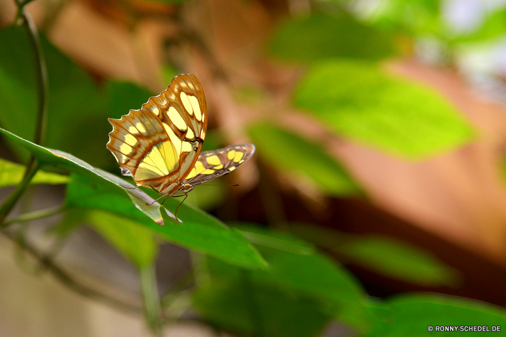  Monarch Schmetterling Insekt Blume fliegen Pflanze Garten Flügel Fehler Orange bunte gelb Schließen Sommer Frühling Antenne Kraut Flügel Blatt Wild Strauch Farbe Wildtiere Piment Wiese natürliche Blüte Gliederfüßer zarte schwarz Schmetterlinge Insekten vascular plant ziemlich Spinne closeup Nektar Gras Blumen blühen woody plant Detail fliegen Flamme Braun Licht Blätter Blumen im freien Flug Arachnid Branch Tropischer Rosa Native Fütterung Flora gesprenkelt einzelne Weide Zitrone sitzen schwarz und gold Gartenkreuzspinne Schmetterling (Nachtfalter) Freiheit Wespe Kleinheit Incarnadine aviate Behaarung Wasserrutsche Flit Absaugung Mimikry blutrote Rötung Conduit Primel Duct Weinrot Flieger aber Elite Zitrone Kräuter Rouge Spule Scharlachrot Posy Karmesinrot Premierminister blutig Aprikose Navigieren Kanal Seetang Bernstein Rohr Blut Tierwelt üppige Muster Leben hell Rohr Tag Saison ruhelosigkeit hocken Gestaltung Baum Blüte Blütenstaub anmutige Biologie butterfly weed Feld frei noch Auge monarch butterfly insect flower fly plant garden wings bug orange colorful yellow close summer spring antenna herb wing leaf wild shrub color wildlife allspice meadow natural bloom arthropod delicate black butterflies insects vascular plant pretty spider closeup nectar grass blossom woody plant detail flying flame brown light leaves flowers outdoors flight arachnid branch tropical pink native feeding flora mottled single pasture lemon sitting black and gold garden spider moth freedom wasp littleness incarnadine aviate hairiness flume flit suction mimicry ruddy redness conduit primrose duct claret flier but elite citron herbage rouge spool scarlet posy crimson prime bloody apricot navigate channel seaweed amber pipe blood fauna lush pattern life bright tube day season resting perching design tree flowering pollen graceful biology butterfly weed field free still eye