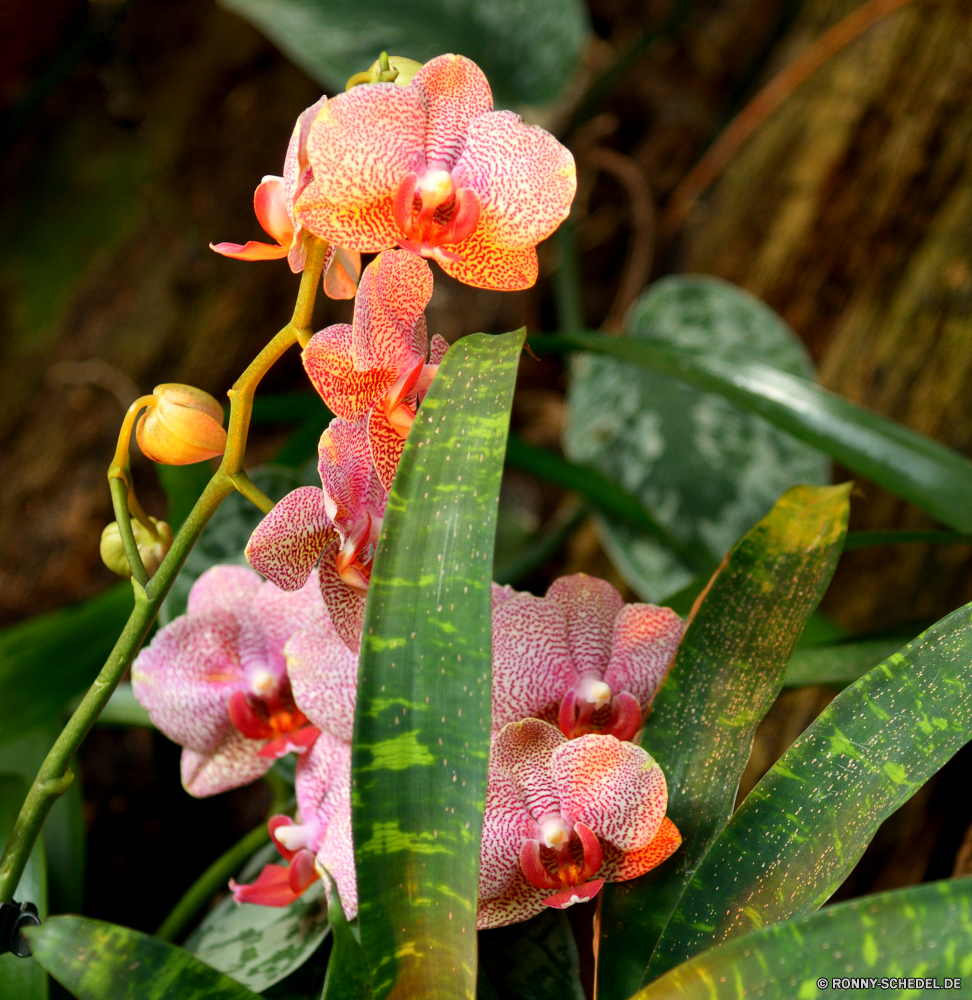  Lilie Pflanze vascular plant Blume Kraut Blütenblatt blackberry-lily Blumen blühen Blüte Garten Orchidee Flora Frühling Blumen Schließen Rosa Botanik Floral Botanischer bulbous plant Tropischer Vorbau Blatt blühen closeup Blätter bunte natürliche Farbe exotische gelb Pflanzen Orchideen Knospe Blütenblätter Saison hell Sommer lila Baum Tulpe zarte lebendige Detail Wild wachsen Branch im freien pitcher plant Gartenarbeit Strauch frische Luft einzelne Geschenk Blumenstrauß carnivorous plant woody plant Valentin Romantik romantische Wasser Wachstum Liebe blühend Staubblatt Wald Tropfen im freien Braun Drop frisch Öffnen nass Gras lily plant vascular plant flower herb petal blackberry-lily blossom bloom garden orchid flora spring flowers close pink botany floral botanical bulbous plant tropical stem leaf blooming closeup leaves colorful natural color exotic yellow plants orchids bud petals season bright summer purple tree tulip delicate vibrant detail wild grow branch outdoor pitcher plant gardening shrub freshness single gift bouquet carnivorous plant woody plant valentine romance romantic water growth love blossoming stamen forest drops outdoors brown drop fresh open wet grass