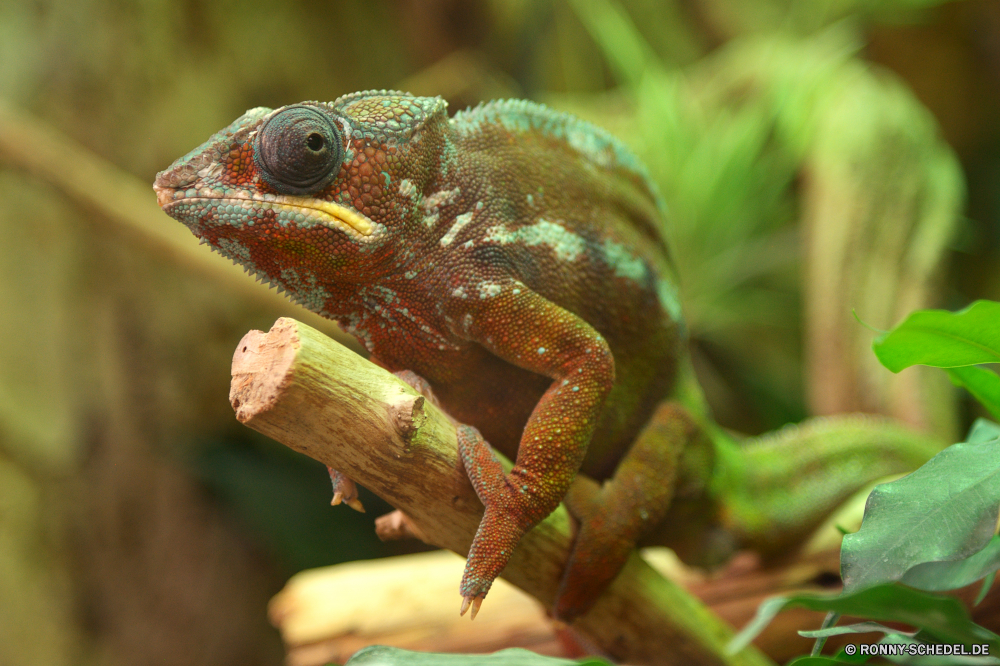  Chamäleon Person Eidechse Tier Reptil Auge Wildtiere Frosch Drache Leguan Haustier Skala Schließen Wirbeltiere Amphibie Tiere Wild Erhaltung Tarnung Branch Reptilien gefährdet Farbe Augen auf der Suche langsam Baum bunte Tierwelt Tropischer Blatt Sauriers Suchen ur Primitive exotische Haut starrte closeup gelb Dragoner Pigment Orange Insektenfresser arboreal träge nass Zoo Crawlen Augen Kreatur — Wald Kopf im freien langsam bewegen Reptilien Kröte natürliche schwarz im freien Braun Frösche Skalen multicolor Schwanz Haustiere Umgebung Textfreiraum Gras Laubfrosch Frühling Leben Blätter chameleon person lizard animal reptile eye wildlife frog dragon iguana pet scale close vertebrate amphibian animals wild conservation camouflage branch reptilian endangered color eyes looking slow tree colorful fauna tropical leaf saurian look primal primitive exotic skin staring closeup yellow dragoon pigment orange insectivore arboreal sluggish wet zoo crawling eyed creature forest head outdoors slow moving reptiles toad natural black outdoor brown frogs scales multicolor tail pets environment copy space grass tree frog spring life leaves