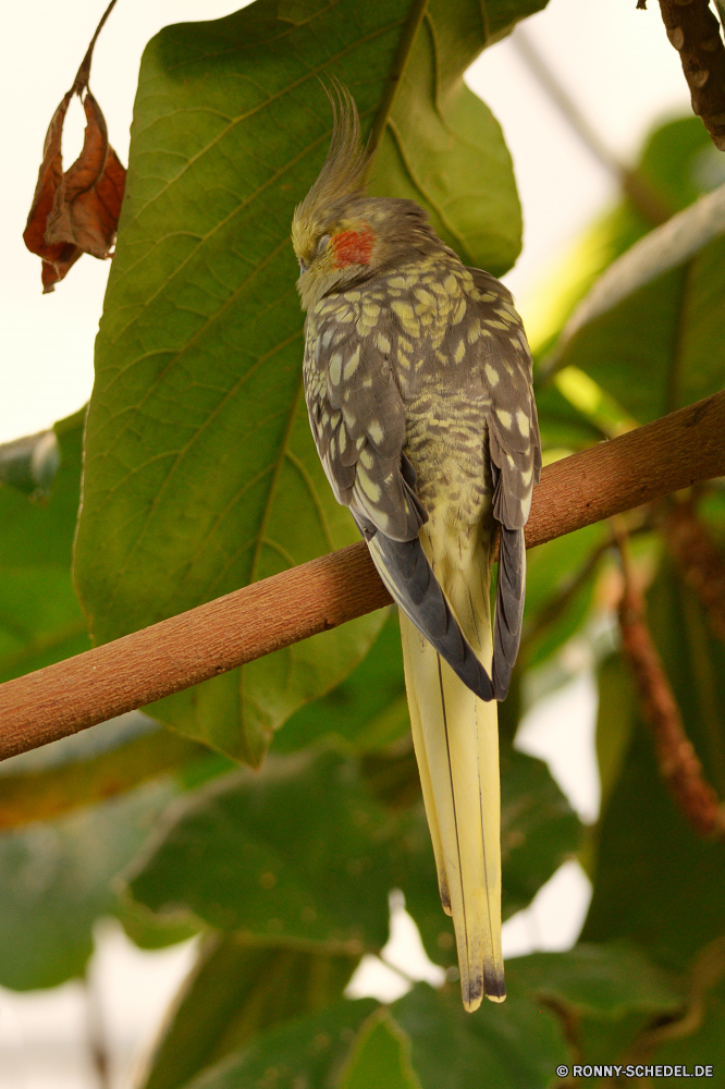  Vogel Kolibri Wildtiere Feder Schnabel Flügel Papagei Baum Wild Branch Nachtigall Federn Auge Tier Tropischer Flügel Kopf gelb Vögel Schließen Drossel fliegen sitzen Vogelgrippe Haus-Finken schwarz bunte Park closeup thront Barsch niedlich Finken im freien Frühling Braun Tierwelt Porträt Sperling frei Leben Wald Gefieder Wirbeltiere Zoo wenig Ara Specht Flug Rechnung Schwanz Farbe Ornithologie Umgebung Tiere Garten exotische Orange Erhaltung natürliche Saison hell einzelne Detail Arten Gleichgewicht Haustier hocken Gesicht fliegen Regenbogen Chordatiere bird hummingbird wildlife feather beak wing parrot tree wild branch nightingale feathers eye animal tropical wings head yellow birds close thrush fly sitting avian house finch black colorful park closeup perched perch cute finch outdoors spring brown fauna portrait sparrow free life forest plumage vertebrate zoo little macaw woodpecker flight bill tail color ornithology environment animals garden exotic orange conservation natural season bright single detail species balance pet perching face flying rainbow chordate