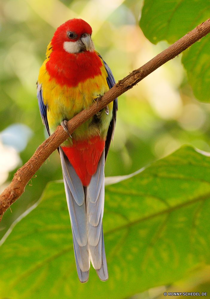  Vogel Biene-Esser Papagei Wirbeltiere Tier Schnabel Wildtiere Feder Chordatiere Ara Wild Flügel Tropischer Branch bunte Federn gelb Baum Zoo Vogelgrippe Vögel Flügel Park Auge Tierwelt Wald Barsch Haustier exotische Farbe hell fliegen Tiere Schließen Rechnung Porträt Sittich Dschungel Haustiere sitzen Papageien niedlich natürliche hocken Leben Aras thront Gefieder schwarz Orange Erhaltung Kopf Arten Tropen im freien Regenbogen Voliere gefiedert Farben closeup Multi Wildnis Kardinal Ornithologie gefährdet Schwanz im Gespräch Süden bird bee eater parrot vertebrate animal beak wildlife feather chordate macaw wild wing tropical branch colorful feathers yellow tree zoo avian birds wings park eye fauna forest perch pet exotic color bright fly animals close bill portrait parakeet jungle pets sitting parrots cute natural perching life macaws perched plumage black orange conservation head species tropics outdoors rainbow aviary feathered colors closeup multi wilderness cardinal ornithology endangered tail talking south