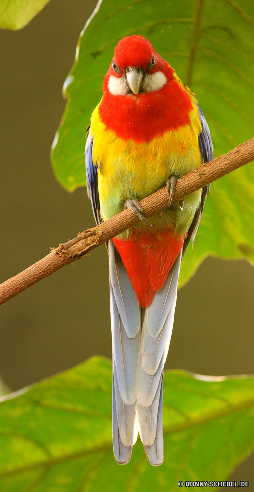  Vogel Wirbeltiere Chordatiere Tier Wildtiere Schnabel Feder Papagei Flügel Tropischer Wild Branch Ara gelb Zoo bunte Vogelgrippe exotische Federn Baum Auge Vögel Tierwelt Wald Park Flügel Farbe Barsch fliegen Dschungel schwarz Rechnung Haustier natürliche hell Tiere Gefieder niedlich sitzen Papageien Kopf Schließen Sittich Ornithologie Porträt Leben thront closeup Orange Haustiere Tropen im freien Voliere gefiedert Farben Flug im Gespräch Erhaltung Aras hocken Arten Hals Multi Süden bird vertebrate chordate animal wildlife beak feather parrot wing tropical wild branch macaw yellow zoo colorful avian exotic feathers tree eye birds fauna forest park wings color perch fly jungle black bill pet natural bright animals plumage cute sitting parrots head close parakeet ornithology portrait life perched closeup orange pets tropics outdoors aviary feathered colors flight talking conservation macaws perching species neck multi south