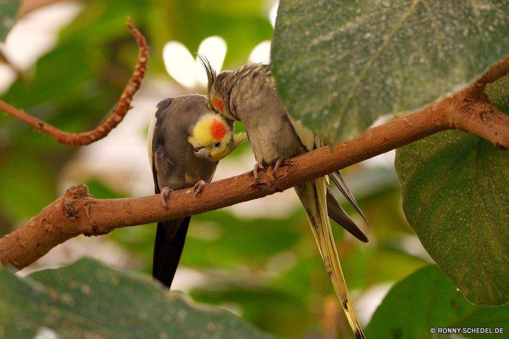  Baum Vogel woody plant Branch vascular plant Wildtiere Tukan Wild Feder Schnabel Tier Pflanze Flügel Obst Wald gelb Tropischer Park Essbare Früchte Blatt Vögel Garten Essen white mangrove bunte Zoo Schwanz Auge natürliche Feigenbaum Frühling Blätter sitzen im freien Federn Flügel Papagei Landwirtschaft Farbe schwarz Ornithologie Vogelgrippe Kopf Schließen Frieden thront Gefieder Tiere frisch Tierwelt zu produzieren closeup Orange fliegen Belaubung Flug Saison frei Gesundheit Himmel Sperling Freiheit Umgebung Abb. exotische Detail wenig Wachstum niedlich hell Leben Sommer Ökologie reif Sonne Bäume tree bird woody plant branch vascular plant wildlife toucan wild feather beak animal plant wing fruit forest yellow tropical park edible fruit leaf birds garden food white mangrove colorful zoo tail eye natural fig tree spring leaves sitting outdoors feathers wings parrot agriculture color black ornithology avian head close peace perched plumage animals fresh fauna produce closeup orange fly foliage flight season free health sky sparrow freedom environment fig exotic detail little growth cute bright life summer ecology ripe sun trees