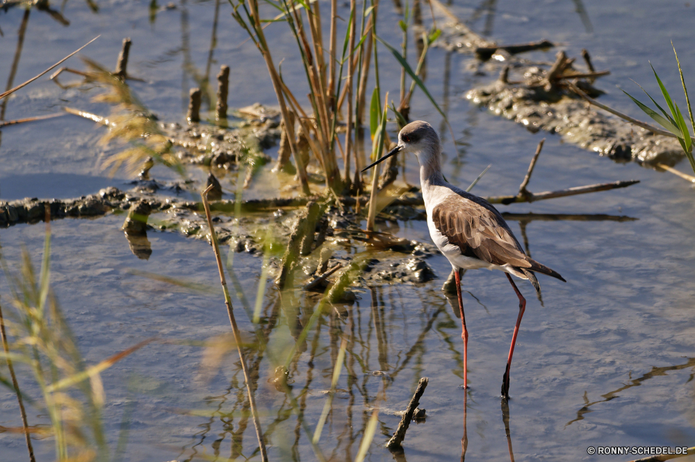  Strandläufer Shorebird Schreitvogel Vogel Wildtiere Wasser Wild aquatische Vogel See Vögel Schnabel Feder Flügel Federn Teich Flügel Fluss Tiere im freien Tierwelt fliegen Auge Meer natürliche Ente schwarz Reflexion Wildnis Vogelgrippe Flug Rechnung Erhaltung Park Schwimmen im freien Umgebung fliegen Reiher Lebensraum Ozean Ufer ruhige Pelikan Hals stehende Landschaft Sommer Blässhuhn Leben Enten Braun Gras Beine gelb Strand Ruhe Sumpf Küste Ornithologie Safari Angeln Fuß Reisen nass Feuchtgebiet Stockente landschaftlich Herde Möwe Tag Schwimmen lange Farbe Himmel sandpiper shorebird wading bird bird wildlife water wild aquatic bird lake birds beak feather wing feathers pond wings river animals outdoors fauna fly eye sea natural duck black reflection wilderness avian flight bill conservation park swim outdoor environment flying heron habitat ocean shore tranquil pelican neck standing landscape summer coot life ducks brown grass legs yellow beach calm swamp coast ornithology safari fishing walking travel wet wetland mallard scenic flock seagull day swimming long color sky