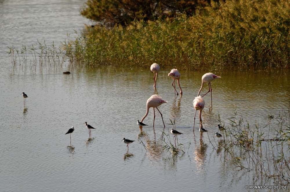  Flamingo Schreitvogel aquatische Vogel Vogel See Wildtiere Wasser Wild Vögel Schnabel Teich Park Landschaft im freien Reflexion Fluss Federn Tiere Feder ruhige Reisen Leben Tropischer Sommer Herde reservieren Flug nationalen Flügel im freien Reiher Landschaften Rosa Farbe Osten Umgebung natürliche Hals Flügel Strand Meer fliegen Wald Seen lange Gruppe Flamingos Gras Safari Angeln Szene Pelikan Zoo Sonnenlicht Vogelgrippe Escape Bäume Tierwelt Sumpf stehende Beine Storch Urlaub Klima idyllische Feuchtgebiet Baum Himmel landschaftlich entfernten groß Erhaltung fliegen gelassene Ufer Fisch exotische Küste Auge Sumpf vertikale schwarz Inseln Lagune Orange Rechnung Wildnis Reise Ozean Urlaub Braun Ruhe bunte nass Spiel Tag Entwicklung des ländlichen Herbst flamingo wading bird aquatic bird bird lake wildlife water wild birds beak pond park landscape outdoors reflection river feathers animals feather tranquil travel life tropical summer flock reserve flight national wing outdoor heron scenics pink color east environment natural neck wings beach sea fly forest lakes long group flamingos grass safari fishing scene pelican zoo sunlight avian escape trees fauna swamp standing legs stork vacations climate idyllic wetland tree sky scenic remote great conservation flying serene shore fish exotic coast eye marsh vertical black islands lagoon orange bill wilderness journey ocean vacation brown calm colorful wet game day rural autumn