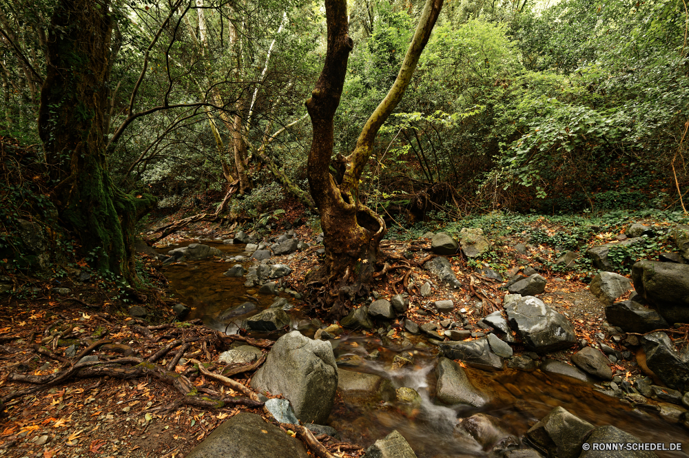  Baum woody plant Wald vascular plant Wildnis Bäume Landschaft Park Pflanze Kiefer Hölzer im freien im freien Saison Branch Berg Belaubung Szenerie Reisen natürliche Holz Fluss Wasser Umgebung landschaftlich Blatt Fels Sommer Herbst Blätter Wild Kofferraum Himmel Frühling Sonne Wanderweg Entwicklung des ländlichen Pfad Gras nationalen fallen Eukalyptus Wachstum southern beech alt Zweige üppige Szene kalt Eiche Tourismus Land Dschungel sonnig Tropischer Winter See Landschaft Schnee Sand Tag Moos Gum-Baum Stein Stream Land Felsen Feld Berge Ökologie Frieden Bäumchen Tourist Farbe Wildtiere tree woody plant forest vascular plant wilderness trees landscape park plant pine woods outdoors outdoor season branch mountain foliage scenery travel natural wood river water environment scenic leaf rock summer autumn leaves wild trunk sky spring sun trail rural path grass national fall eucalyptus growth southern beech old branches lush scene cold oak tourism country jungle sunny tropical winter lake countryside snow sand day moss gum tree stone stream land rocks field mountains ecology peace sapling tourist color wildlife