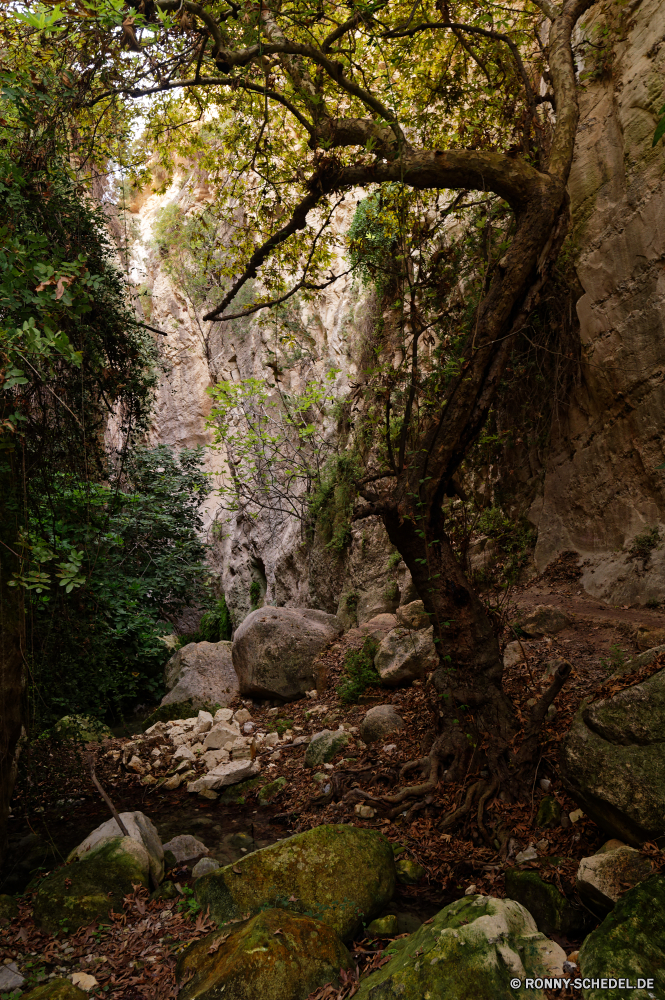  Baum woody plant Wald vascular plant Bäume Landschaft Park Pflanze Hölzer Belaubung Umgebung Herbst Blätter Wildnis Fluss im freien im freien Berg Holz fallen Wasser Szenerie Branch natürliche Entwicklung des ländlichen landschaftlich Fels Moos Reisen Kiefer üppige Saison Pfad Sommer Wanderweg Kofferraum Blatt Frühling Zweige Wandern southern beech Szene Stream Regen Stein nationalen Farben Landschaft Wachstum Land Wild Sonne Land Tag Bewuchs alt Creek cork tree Wasserfall frisch Gras Tropischer Berge friedliche Eiche gelb nass Dschungel Busch Braun sonnig fließende Bonsai ruhige Rinde Sonnenlicht Wanderung Klima Pflanzen Tourismus Ökologie Frieden Garten Straße Flora dichten bunte Waldland Spur durch Fuß gelassene Felsen frische Luft See Schlucht Himmel tree woody plant forest vascular plant trees landscape park plant woods foliage environment autumn leaves wilderness river outdoors outdoor mountain wood fall water scenery branch natural rural scenic rock moss travel pine lush season path summer trail trunk leaf spring branches hiking southern beech scene stream rain stone national colors countryside growth country wild sun land day vegetation old creek cork tree waterfall fresh grass tropical mountains peaceful oak yellow wet jungle bush brown sunny flowing bonsai tranquil bark sunlight hike climate plants tourism ecology peace garden road flora dense colorful woodland lane through walking serene rocks freshness lake canyon sky