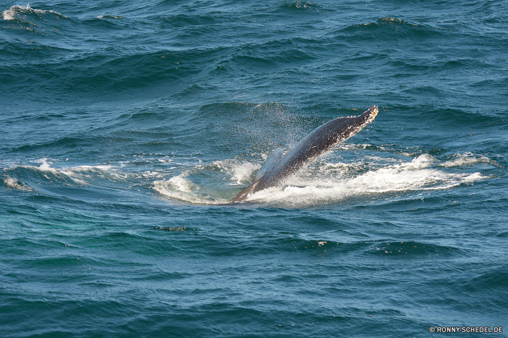 Whale Watching Bartenwale Wal Meer Ozean Wasser Wassersäugetier Welle Wellen Küste Landschaft seelandschaft Himmel Strand Reisen Horizont Sonne Marine Tropischer Küste Ufer Sand See Surf landschaftlich Szene Urlaub Sommer Wolke sonnig Wetter Sonnenuntergang Fisch natürliche Wild im freien ruhige Tag Insel nass Schwimmen Reflexion Delphin Wildtiere Sonnenlicht Sturm klar platsch Wolken Urlaub Licht im freien Pazifik Schwimmen Landschaften kalt niemand Boot Ruhe Tourismus Tauchen gischt Bucht Ziel Reinigen Oberfläche Flüssigkeit Fels aquatische Schaum außerhalb Einsamkeit Tapete macht Sonnenaufgang Platz reine Umgebung Reinheit Erholung baleen whale whale sea ocean water aquatic mammal wave waves coast landscape seascape sky beach travel horizon sun marine tropical coastline shore sand lake surf scenic scene vacation summer cloud sunny weather sunset fish natural wild outdoor tranquil day island wet swim reflection dolphin wildlife sunlight storm clear splash clouds holiday light outdoors pacific swimming scenics cold nobody boat calm tourism diving spray bay destination clean surface liquid rock aquatic foam outside solitude wallpaper power sunrise place pure environment purity recreation