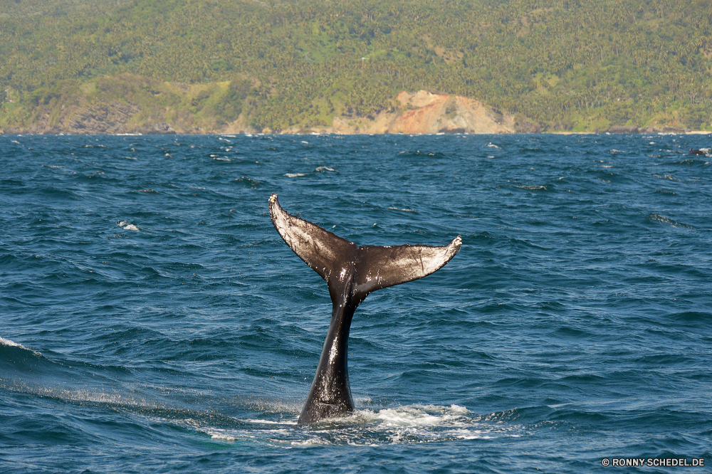 Whale Watching Bartenwale Wal Ozean Meer Wasser Wassersäugetier Delphin Marine Himmel Strand See Horizont Wild Küste Wildtiere Vogel Schwimmen Wellen Welle Sommer Küste Reisen Schwimmen ruhige Sonne Landschaft Fisch Reflexion im freien landschaftlich Urlaub Schwimmbad seelandschaft sonnig Sonnenuntergang springen platsch im freien Tropischer Tag Delphine Pelikan springen Ufer Spaß fliegen Szene Wolke Wolken niemand natürliche Reinigen Wetter Sonnenlicht Fluss Körper des Wassers Säugetiere Angeln Leben reine Tiere nass Großer Schwertwal Ruhe Vögel Kreatur — Landschaften Urlaub außerhalb Reinheit Ruhe Sand Schwimmer Möwe FIN spielen Schnabel Surf Einsamkeit macht Boot Ziel fliegen Platz Insel Siegel Möwe baleen whale whale ocean sea water aquatic mammal dolphin marine sky beach lake horizon wild coast wildlife bird swimming waves wave summer coastline travel swim tranquil sun landscape fish reflection outdoor scenic vacation pool seascape sunny sunset jump splash outdoors tropical day dolphins pelican jumping shore fun flying scene cloud clouds nobody natural clean weather sunlight river body of water mammals fishing life pure animals wet killer whale tranquility birds creature scenics holiday outside purity calm sand swimmer seagull fin play beak surf solitude power boat destination fly place island seal gull