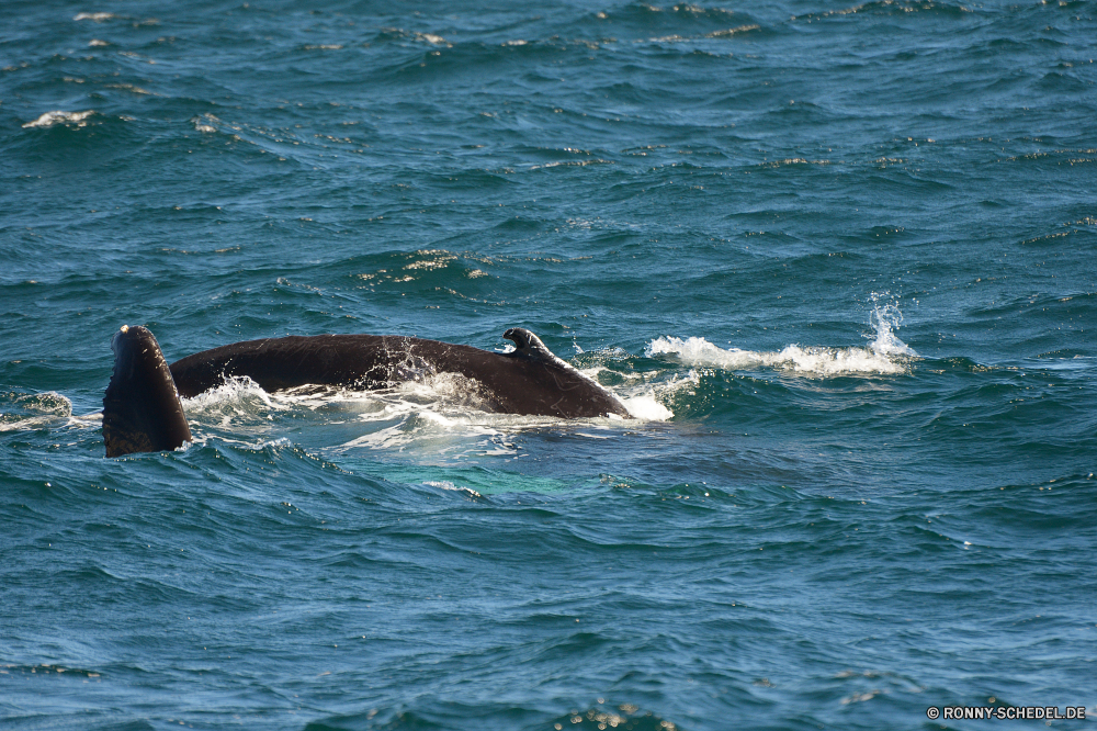 Whale Watching Bartenwale Wal Ozean Meer Wasser Wassersäugetier Delphin Welle Marine Wellen Küste Strand Wildtiere seelandschaft Fisch Schwimmen platsch aquatische Surf Sommer Schwimmen Großer Schwertwal Ufer Reisen Landschaft Wild natürliche im freien Tropischer nass landschaftlich Himmel Urlaub Fels Küste Horizont Schwimmbad Delphine Pazifik Sand macht Gezeiten Umgebung gischt Insel FIN Zahnwale Wale Tauchen Küste Sturm springen Bucht Felsen Wetter im freien Schläger Säugetiere klar Kreatur — Szene Leben Bewegung Tiere Tourismus Spaß Gefahr springen Angeln Mund schwarz Sonnenuntergang Urlaub Fluss baleen whale whale ocean sea water aquatic mammal dolphin wave marine waves coast beach wildlife seascape fish swim splash aquatic surf summer swimming killer whale shore travel landscape wild natural outdoor tropical wet scenic sky vacation rock coastline horizon pool dolphins pacific sand power tide environment spray island fin toothed whale diving coastal storm jump bay rocks weather outdoors flipper mammals clear creature scene life motion animals tourism fun danger jumping fishing mouth black sunset holiday river