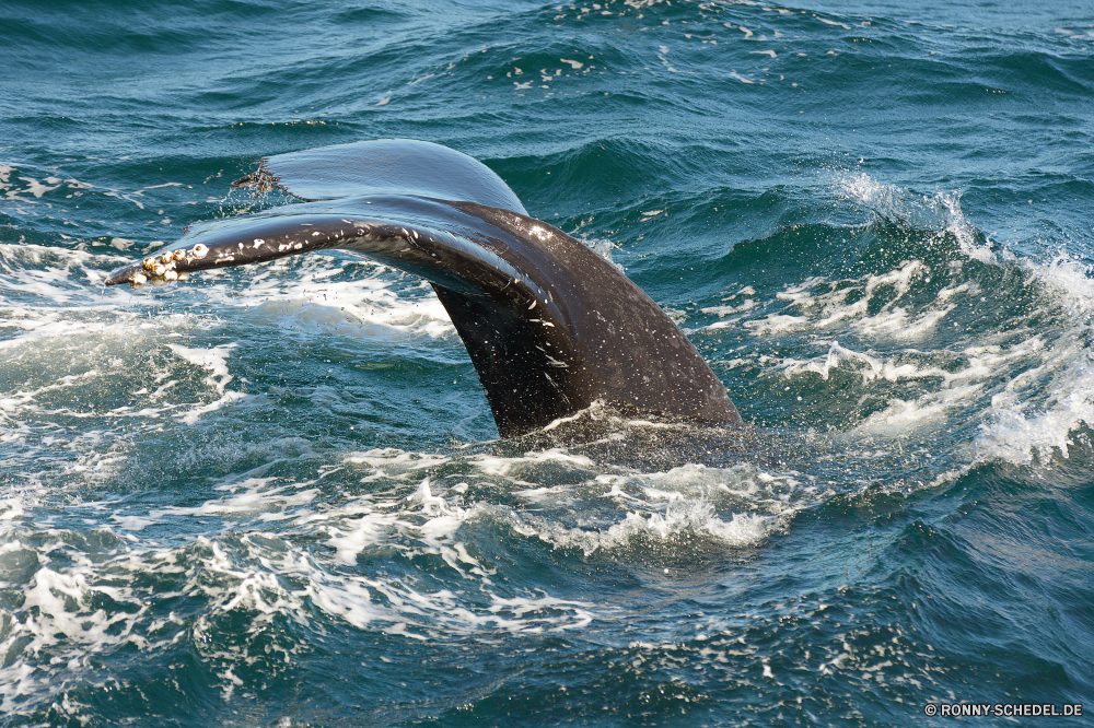 Whale Watching Bartenwale Wal Meer Wasser Ozean Wassersäugetier Strand Welle Küste Marine Schwimmen Wellen Urlaub Reisen Tropischer Sommer Landschaft Schwimmbad seelandschaft Himmel Delphin platsch Insel nass Küste Schwimmen Türkis Ufer Sand Surf landschaftlich Fels im freien Horizont Wildtiere Tourismus aquatische klar Säugetiere ruhige Stein Bucht Wild Urlaub Szene sonnig natürliche Fisch Entspannen Sie sich Wetter gischt Paradies welligkeit Sonne Siegel Entspannung Gezeiten felsigen Pazifik Sturm Bewegung Felsen Leben Ziel macht Sonnenuntergang Reflexion Sonnenlicht Delphine FIN Flüssigkeit Tag Wolke Spaß Umgebung Licht Tauchen Kreatur — horizontale Tiere Ruhe exotische Tourist Erholung Kühl baleen whale whale sea water ocean aquatic mammal beach wave coast marine swimming waves vacation travel tropical summer landscape pool seascape sky dolphin splash island wet coastline swim turquoise shore sand surf scenic rock outdoor horizon wildlife tourism aquatic clear mammals tranquil stone bay wild holiday scene sunny natural fish relax weather spray paradise ripple sun seal relaxation tide rocky pacific storm motion rocks life destination power sunset reflection sunlight dolphins fin liquid day cloud fun environment light diving creature horizontal animals calm exotic tourist recreation cool