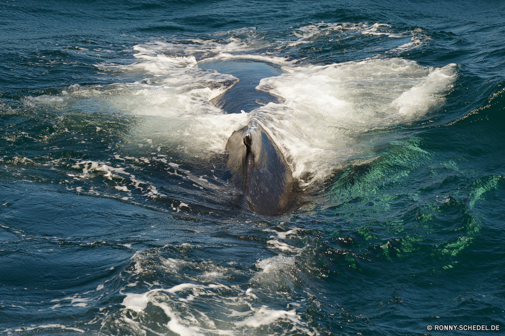 Whale Watching Bartenwale Ozean Wal Meer Wasser Welle Strand Küste Wellen seelandschaft Küste Landschaft Wassersäugetier Reisen Sand Körper des Wassers Surf Fels Sommer Himmel Ufer Tropischer Sonne gischt Bucht Gezeiten Stein Insel Horizont Felsen nass Tourismus Urlaub Sturm ruhige natürliche Entspannung macht platsch Szene im freien Wetter Sonnenuntergang Urlaub Schaum im freien Paradies klar Wolke Wolken Marine landschaftlich idyllische Bewegung Küste Landschaften Reflexion Urlaub Gefahr Umgebung Türkis sonnig fließende Entspannen Sie sich Tourist Szenerie felsigen Klippe Schwimmen Flüssigkeit Farbe Reinigen transparente Küstenlinie Meeresküste Pazifik Tag gelassene Strömung Erholung Sonnenlicht Riff Energie Resort reine Berge Licht Ökologie Ruhe Drop Fluss Saison baleen whale ocean whale sea water wave beach coast waves seascape coastline landscape aquatic mammal travel sand body of water surf rock summer sky shore tropical sun spray bay tide stone island horizon rocks wet tourism vacation storm tranquil natural relaxation power splash scene outdoor weather sunset holiday foam outdoors paradise clear cloud clouds marine scenic idyllic motion coastal scenics reflection vacations danger environment turquoise sunny flowing relax tourist scenery rocky cliff swim liquid color clean transparent shoreline seashore pacific day serene flow recreation sunlight reef energy resort pure mountains light ecology calm drop river season