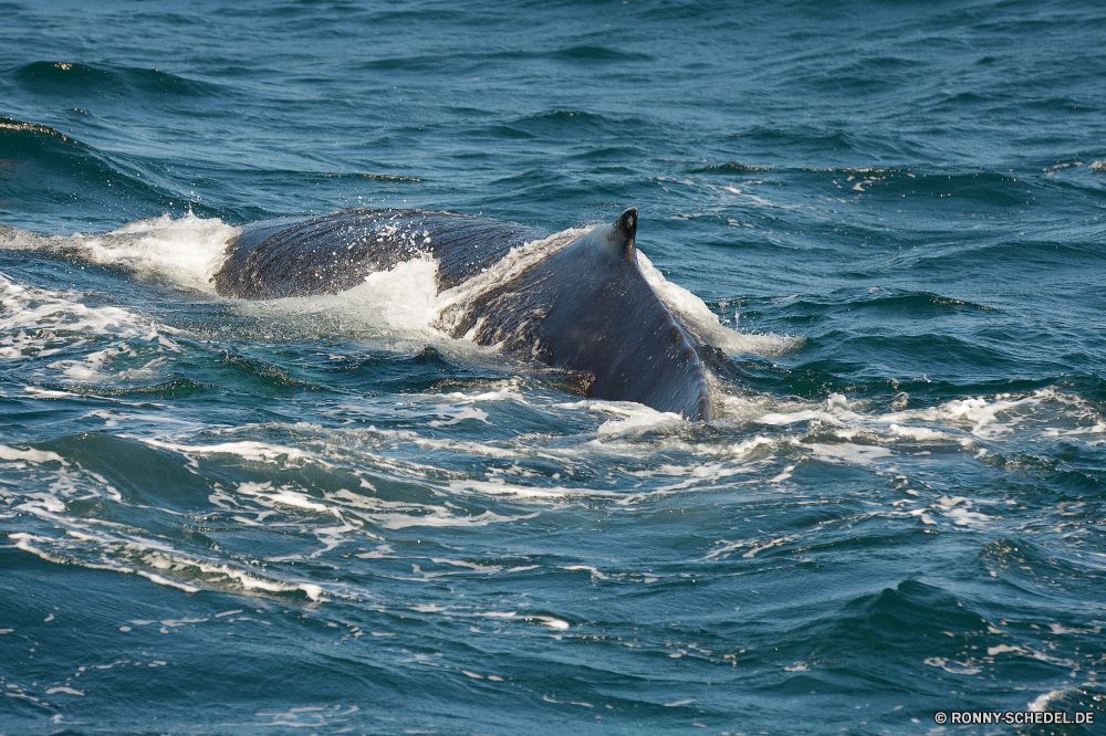 Whale Watching Great White shark Ozean Meer Wal Delphin Hai Wasser Großer Schwertwal Bartenwale Welle Wellen Zahnwale Wale Küste seelandschaft Marine Strand Fels Sommer Landschaft Schwimmen platsch Ufer Tropischer Reisen Surf nass Küste natürliche Urlaub Fisch Insel aquatische Himmel im freien gischt Schwimmen Wildtiere Stein Horizont Schwimmbad Umgebung landschaftlich Bucht Felsen Sand klar Bewegung Pazifik Wild Wassersäugetier macht Delphine Urlaub Tourismus Sturm im freien Wetter Gezeiten felsigen Sonne Tauchen Küste Schaum Flüssigkeit Entspannen Sie sich Ökologie FIN Leben Szene sonnig Paradies Gefahr Tourist great white shark ocean sea whale dolphin shark water killer whale baleen whale wave waves toothed whale coast seascape marine beach rock summer landscape swim splash shore tropical travel surf wet coastline natural vacation fish island aquatic sky outdoor spray swimming wildlife stone horizon pool environment scenic bay rocks sand clear motion pacific wild aquatic mammal power dolphins holiday tourism storm outdoors weather tide rocky sun diving coastal foam liquid relax ecology fin life scene sunny paradise danger tourist