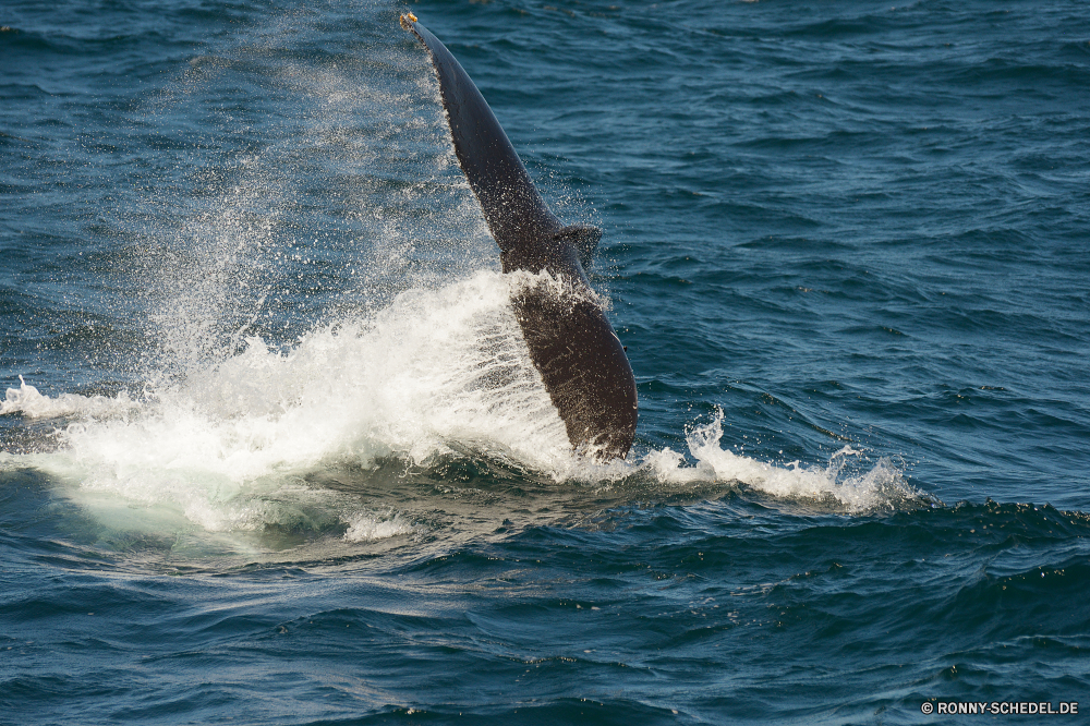 Whale Watching Großer Schwertwal Delphin Zahnwale Wale Wal Meer Ozean Wasser Great White shark Welle Küste Wellen Hai Strand seelandschaft Küste Landschaft Fels Marine Ufer Sommer Himmel See Surf Reisen Wildtiere Wild Urlaub natürliche Insel Tropischer Bartenwale Horizont nass aquatische Sturm gischt Bucht im freien Sonne macht Schwimmen Schwimmen landschaftlich Sand klar platsch Fisch Wetter Umgebung Pazifik Stein Tauchen Felsen Sonnenuntergang Gezeiten Szene sonnig welligkeit Bewegung Vogel Tourismus im freien ruhige Reflexion Fluss Urlaub felsigen Angeln Extreme Landschaften Paradies Ziel Gefahr Sonnenlicht Tag Oberfläche killer whale dolphin toothed whale whale sea ocean water great white shark wave coast waves shark beach seascape coastline landscape rock marine shore summer sky lake surf travel wildlife wild vacation natural island tropical baleen whale horizon wet aquatic storm spray bay outdoor sun power swim swimming scenic sand clear splash fish weather environment pacific stone diving rocks sunset tide scene sunny ripple motion bird tourism outdoors tranquil reflection river holiday rocky fishing extreme scenics paradise destination danger sunlight day surface