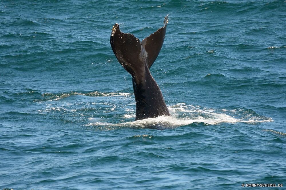 Whale Watching Trainer Meer Seelöwe Wasser Ozean Ohrenrobben Siegel Delphin Wal Strand Großer Schwertwal Schwimmen Wildtiere Sommer Marine Wellen Welle Küste Bartenwale Schwimmen Schwimmbad Urlaub Vogel Wild Wassersäugetier Tropischer im freien Zahnwale Wale platsch Ufer Himmel Fisch Surf nass Spaß Reisen aquatische natürliche fliegen Sonne Freiheit Sand Küste im freien Leben springen seelandschaft Urlaub fliegen See Insel FIN Sonnenuntergang springen Flug Fels Tiere Kopf macht Delphine Säugetiere Landschaft Angeln sonnig Mund Freude Schläger landschaftlich Küste Vögel klar Flügel Felsen Entspannen Sie sich Aktion Möwe Möwe Szene Kreatur — außerhalb Feder gefährliche Stein Umgebung warm Reflexion schwarz Szenerie Lächeln Tag Schwimmer trainer sea sea lion water ocean eared seal seal dolphin whale beach killer whale swimming wildlife summer marine waves wave coast baleen whale swim pool vacation bird wild aquatic mammal tropical outdoor toothed whale splash shore sky fish surf wet fun travel aquatic natural flying sun freedom sand coastline outdoors life jumping seascape holiday fly lake island fin sunset jump flight rock animals head power dolphins mammals landscape fishing sunny mouth joy flipper scenic coastal birds clear wing rocks relax action gull seagull scene creature outside feather dangerous stone environment warm reflection black scenery smile day swimmer