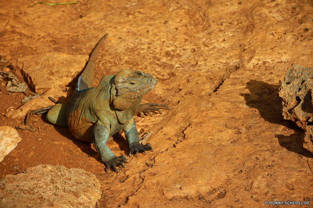 Cueva de las Maravillas gemeinsamen Leguan Eidechse Wildtiere Reptil Wild Safari Säugetier Leguan Zoo Schildkröte Schildkröte Auge Drache Erhaltung langsam Haustier Gras Park Schale Skala Elefant gefährdet im freien Tiere Tropischer Wüste Wasser reservieren Schließen Kreatur — gefährliche Kopf Arten Haut Wirbeltiere Pflanzenfresser Ohren Fels auf der Suche Braun nationalen im freien Riese Süden natürliche Gesicht Insel Schutz Elefanten Crawlen Tierwelt Schwanz Wildnis Baum Branch exotische Sauriers Stier closeup Umgebung Gefahr Leben common iguana lizard wildlife reptile wild safari mammal iguana zoo turtle tortoise eye dragon conservation slow pet grass park shell scale elephant endangered outdoors animals tropical desert water reserve close creature dangerous head species skin vertebrate herbivore ears rock looking brown national outdoor giant south natural face island protection elephants crawling fauna tail wilderness tree branch exotic saurian bull closeup environment danger life