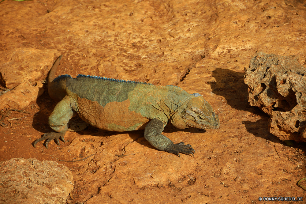 Cueva de las Maravillas Eidechse gemeinsamen Leguan Reptil Wildtiere Wild Leguan Drache Zoo langsam Skala Auge Haustier Schildkröte Schildkröte Schale Tropischer Tiere Schließen Haut Erhaltung Wirbeltiere gefährdet Fels Skalen Kreatur — Wüste auf der Suche Riese Arten im freien Gras Sauriers Branch Chamäleon Reptilien exotische Crawlen Tierwelt Insel Kopf Schutz Park gefährliche Braun Wasser Dinosaurier Tarnung im freien Elefant Monster bunte Baum Gefahr closeup gelb Reptilien Leben Antike Raubtier Augen Safari Schwanz Umgebung Säugetier schwarz Gesicht lizard common iguana reptile wildlife wild iguana dragon zoo slow scale eye pet tortoise turtle shell tropical animals close skin conservation vertebrate endangered rock scales creature desert looking giant species outdoors grass saurian branch chameleon reptilian exotic crawling fauna island head protection park dangerous brown water dinosaur camouflage outdoor elephant monster colorful tree danger closeup yellow reptiles life ancient predator eyes safari tail environment mammal black face