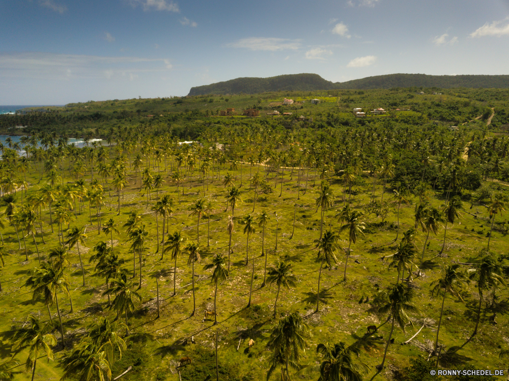 Las Galeras Baum woody plant Landschaft vascular plant Wald Pflanze Herbst Himmel Saison im freien fallen Entwicklung des ländlichen Blatt Berg Park Szenerie Szene Bäume Umgebung Blätter im freien Belaubung Gras Sommer gelb landschaftlich Feld Strauch Raps natürliche Wiese Branch Hölzer Tag Land friedliche Reisen Frühling Farbe Land Ölsaaten Wasser Landschaften bunte Landschaft Wildnis ruhige Sonne Berge Flora Fluss Hügel Landwirtschaft Stechginster See Sonnenlicht Horizont Samen Wolke Licht nationalen am Morgen Holz Orange Farben Wachstum Reflexion Kraut idyllische Wolken Tourismus Bauernhof Tal saisonale Obst sonnig Pflanzen Akazie Frieden horizontale Weingut Birke Bereich Kiefer außerhalb niemand Hügel Rebe hell Boden Garten Wein Gold Cassia Fels Senf Bewuchs ruhig Busch gelassene Ökologie Ruhe Hintergründe Straße tree woody plant landscape vascular plant forest plant autumn sky season outdoors fall rural leaf mountain park scenery scene trees environment leaves outdoor foliage grass summer yellow scenic field shrub rapeseed natural meadow branch woods day land peaceful travel spring color country oilseed water scenics colorful countryside wilderness tranquil sun mountains flora river hill agriculture gorse lake sunlight horizon seed cloud light national morning wood orange colors growth reflection herb idyllic clouds tourism farm valley seasonal fruit sunny plants acacia peace horizontal vineyard birch area pine outside nobody hills vine bright ground garden wine gold cassia rock mustard vegetation quiet bush serene ecology calm backgrounds road