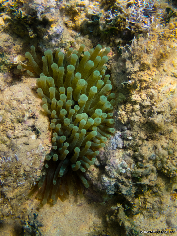 Schnorcheln vor El Portillo Seeanemone Unterwasser Koralle Meer Anemonenfisch Fisch Ozean Riff Marine Tropischer Tauchen Wasser Wirbellose aquatische Tauchen Tauchgang exotische Salzwasser tief bunte Reisen Urlaub Kolonie Sonne Anemone Unterwasser erkunden Tourismus Sonnenlicht Aquarium Sonnenstrahl Schnorcheln Exploration unter Strahl Wildtiere Orte Leben Tiefe seelandschaft hell Taucher Farbe Blasen Traum unter unter Strahlen Entspannung Tiere Schwimmen Fische nass Tierwelt Sommer 3D Oberfläche Schwimmen Abenteuer dunkel Schnorchel Polyp Sport Schule Scuba diving unter Wasser unten Ruhe Salz gelassene ruhige sea anemone underwater coral sea anemone fish fish ocean reef marine tropical diving water invertebrate aquatic scuba dive exotic saltwater deep colorful travel vacation colony sun anemone undersea explore tourism sunlight aquarium sunbeam snorkeling exploration under ray wildlife places life depth seascape bright diver color bubbles dream beneath below rays relaxation animals swim fishes wet fauna summer 3d surface swimming adventure dark snorkel polyp sport school scuba diving submerged bottom tranquility salt serene tranquil