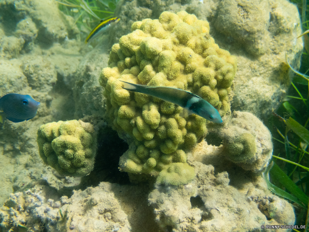 Schnorcheln vor El Portillo Coral reef Riff Koralle Unterwasser Grat Fisch Meer Ozean Tauchen Tropischer Wasser Marine natürliche Höhe aquatische Tauchen Tauchgang exotische Tier Salzwasser Hirnkoralle Reisen geologische formation Urlaub Kolonie Steinkorallen tief bunte Sonnenlicht Sonne erkunden Leben Sonnenstrahl Tourismus Unterwasser Exploration Strahl Orte Schwimmen Wildtiere Taucher Aquarium hell Blasen Strahlen unter Entspannung seelandschaft Traum Anemone Fische unter Farbe unter Schnorcheln Scuba diving nass Tiefe Sommer Schule Wirbellose 3D Sport Tierwelt Schwimmen welligkeit dunkel Tiere Ruhe Wild Salz Abenteuer Sonnenschein friedliche Urlaub Oberfläche coral reef reef coral underwater ridge fish sea ocean diving tropical water marine natural elevation aquatic scuba dive exotic animal saltwater brain coral travel geological formation vacation colony stony coral deep colorful sunlight sun explore life sunbeam tourism undersea exploration ray places swimming wildlife diver aquarium bright bubbles rays under relaxation seascape dream anemone fishes below color beneath snorkeling scuba diving wet depth summer school invertebrate 3d sport fauna swim ripple dark animals calm wild salt adventure sunshine peaceful holiday surface