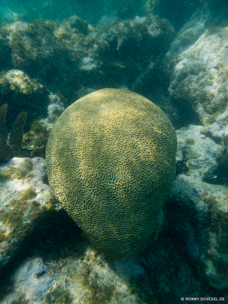 Schnorcheln bei Las Galeras Hirnkoralle Steinkorallen Koralle Unterwasser Fisch Riff Meer Ozean Tropischer Wasser Tauchen Marine Tauchgang Tauchen aquatische exotische Salzwasser Reisen Urlaub Kolonie tief bunte erkunden Leben Schwimmen Tourismus Aquarium Exploration Wildtiere Sonnenlicht Orte Unterwasser Taucher Fische Blasen unter Traum Schnorcheln Schwimmen hell Farbe Tiere Scuba diving unter Sonne Schule Sonnenstrahl seelandschaft Schildkröte Tierwelt Sport Anemone unter Wild gefährdet unten Tier Tiefe Salz Klima Abenteuer Strahl Urlaub Sommer brain coral stony coral coral underwater fish reef sea ocean tropical water diving marine dive scuba aquatic exotic saltwater travel vacation colony deep colorful explore life swimming tourism aquarium exploration wildlife sunlight places undersea diver fishes bubbles under dream snorkeling swim bright color animals scuba diving below sun school sunbeam seascape turtle fauna sport anemone beneath wild endangered bottom animal depth salt climate adventure ray holiday summer