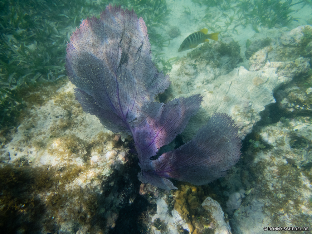 Schnorcheln bei Las Galeras Riff Fisch Unterwasser Koralle Meer Ozean Tauchen Tropischer Wasser Marine Tauchen aquatische Wirbellose Mollusk Tauchgang exotische Salzwasser Schneckenart Coral reef Seehase Strahl Tier Urlaub Venusmuschel Reisen bunte tief Kolonie Muscheln erkunden Grat Leben Wildtiere Aquarium Tourismus Schwimmen Zitterrochen Schnorcheln Orte Schwimmen Blasen Taucher Anemonenfisch hell Traum Stechrochen Unterwasser natürliche Höhe Entspannung Fische Exploration Tierwelt Sonnenlicht unter Abenteuer Tiere Aal Sport seelandschaft Federstern Sonne Farbe Sonnenstrahl Tiefe Wild Strahlen Plattwürmer Schnorchel nass unten Stachelhäuter sea hare Sommer reef fish underwater coral sea ocean diving tropical water marine scuba aquatic invertebrate mollusk dive exotic saltwater gastropod coral reef sea slug ray animal vacation clam travel colorful deep colony bivalve explore ridge life wildlife aquarium tourism swimming electric ray snorkeling places swim bubbles diver anemone fish bright dream stingray undersea natural elevation relaxation fishes exploration fauna sunlight under adventure animals eel sport seascape feather star sun color sunbeam depth wild rays flatworm snorkel wet bottom echinoderm sea hare summer