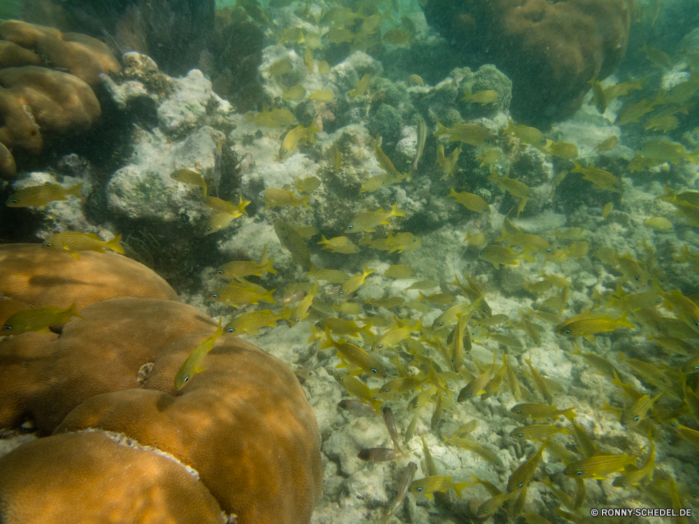 Schnorcheln bei Las Galeras Riff Koralle Coral reef Unterwasser Fisch Meer Hirnkoralle Ozean Tauchen Wasser Steinkorallen Tropischer Grat Marine Tauchen aquatische Tauchgang natürliche Höhe exotische Salzwasser Reisen Urlaub tief Sonnenlicht Kolonie Leben bunte Sonne geologische formation Tourismus Strahl Tier Sonnenstrahl Taucher seelandschaft Wildtiere erkunden Strahlen Schwimmen Entspannung hell Unterwasser Exploration unter Scuba diving Schnorcheln unter Orte Schwimmen Türkis klar Farbe Tiere Fische Tiefe Blasen Traum Sommer Aquarium unter transparente nass Oberfläche Landschaft welligkeit Schnorchel Sport ruhige Schule Szene Urlaub Sonnenschein Erholung Wild Flüssigkeit Welle Strand Entspannen Sie sich Licht See Ruhe Schnapper Schildkröte Wrack reef coral coral reef underwater fish sea brain coral ocean diving water stony coral tropical ridge marine scuba aquatic dive natural elevation exotic saltwater travel vacation deep sunlight colony life colorful sun geological formation tourism ray animal sunbeam diver seascape wildlife explore rays swimming relaxation bright undersea exploration under scuba diving snorkeling below places swim turquoise clear color animals fishes depth bubbles dream summer aquarium beneath transparent wet surface landscape ripple snorkel sport tranquil school scene holiday sunshine recreation wild liquid wave beach relax light lake calm snapper turtle wreck