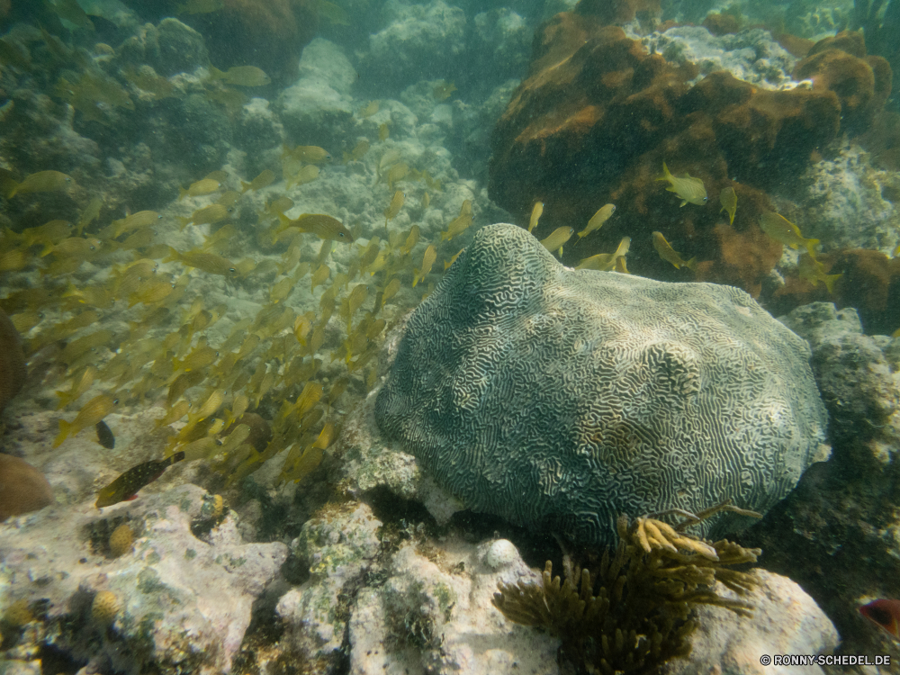 Schnorcheln bei Las Galeras Hirnkoralle Riff Koralle Steinkorallen Unterwasser Meer Fisch Ozean Wasser Tauchen Tropischer Coral reef Marine Tauchgang aquatische Tauchen exotische Salzwasser Grat Reisen Urlaub tief Kolonie natürliche Höhe bunte Leben Sonnenlicht Tourismus Taucher Sonne Strahl seelandschaft Wildtiere erkunden Exploration Schwimmen unter Sonnenstrahl unter hell Unterwasser Orte Blasen klar Scuba diving unter Aal Entspannung Farbe Tiefe Strahlen Schwimmen Traum geologische formation Aquarium horizontale Schnorcheln Türkis Sommer Tiere Schule gefährdet Landschaft Tier 3D friedliche Ruhe ruhige Schnorchel Fische Sport Licht Oberfläche Tank Welle Stechrochen Strand Entspannen Sie sich Urlaub brain coral reef coral stony coral underwater sea fish ocean water diving tropical coral reef marine dive aquatic scuba exotic saltwater ridge travel vacation deep colony natural elevation colorful life sunlight tourism diver sun ray seascape wildlife explore exploration swimming below sunbeam under bright undersea places bubbles clear scuba diving beneath eel relaxation color depth rays swim dream geological formation aquarium horizontal snorkeling turquoise summer animals school endangered landscape animal 3d peaceful calm tranquil snorkel fishes sport light surface tank wave stingray beach relax holiday